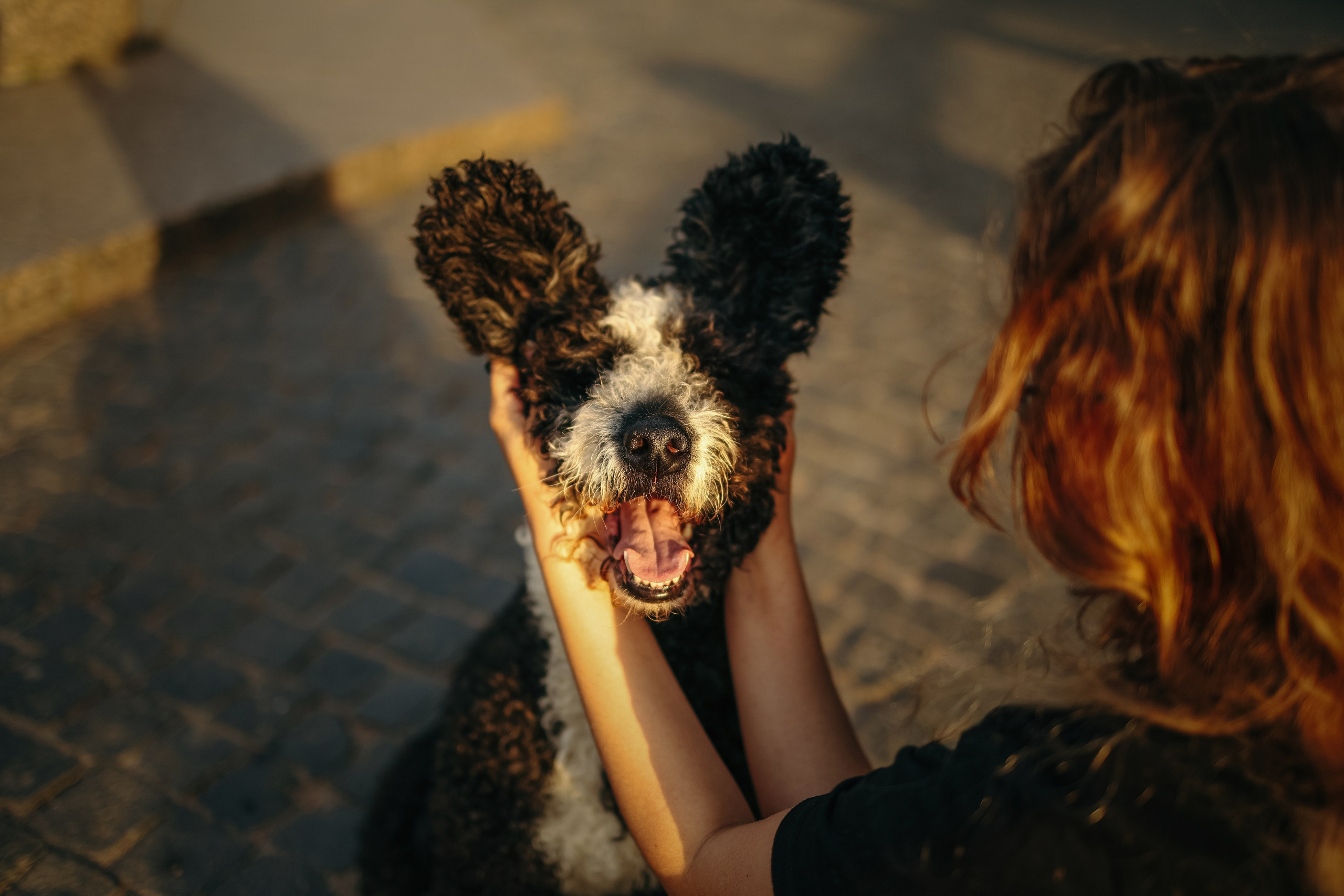 Собаки и их люди. Фотограф- анималист Санкт-Петербург