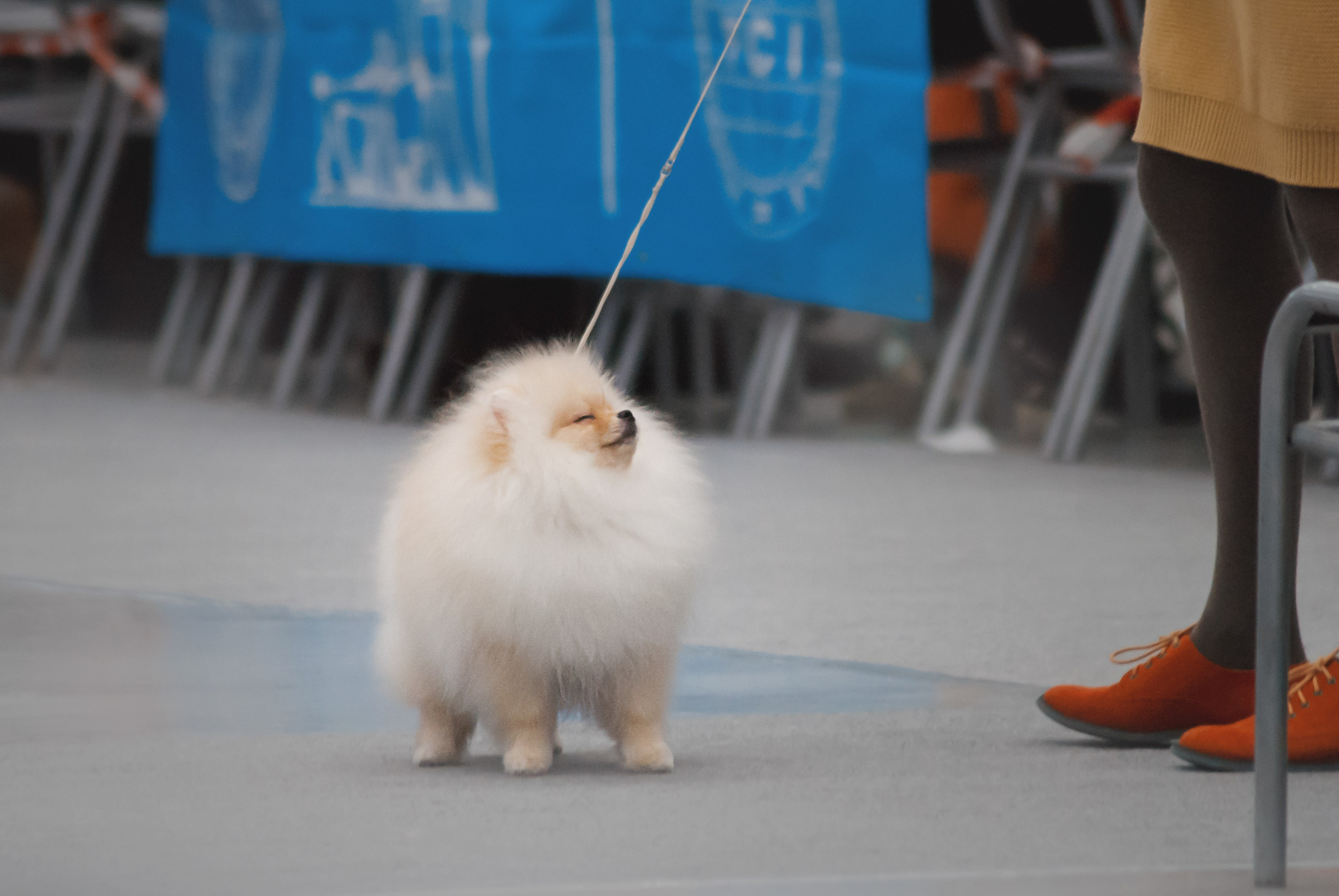 Шоу. Фотограф в Тюмени Лизавета Сапицкая