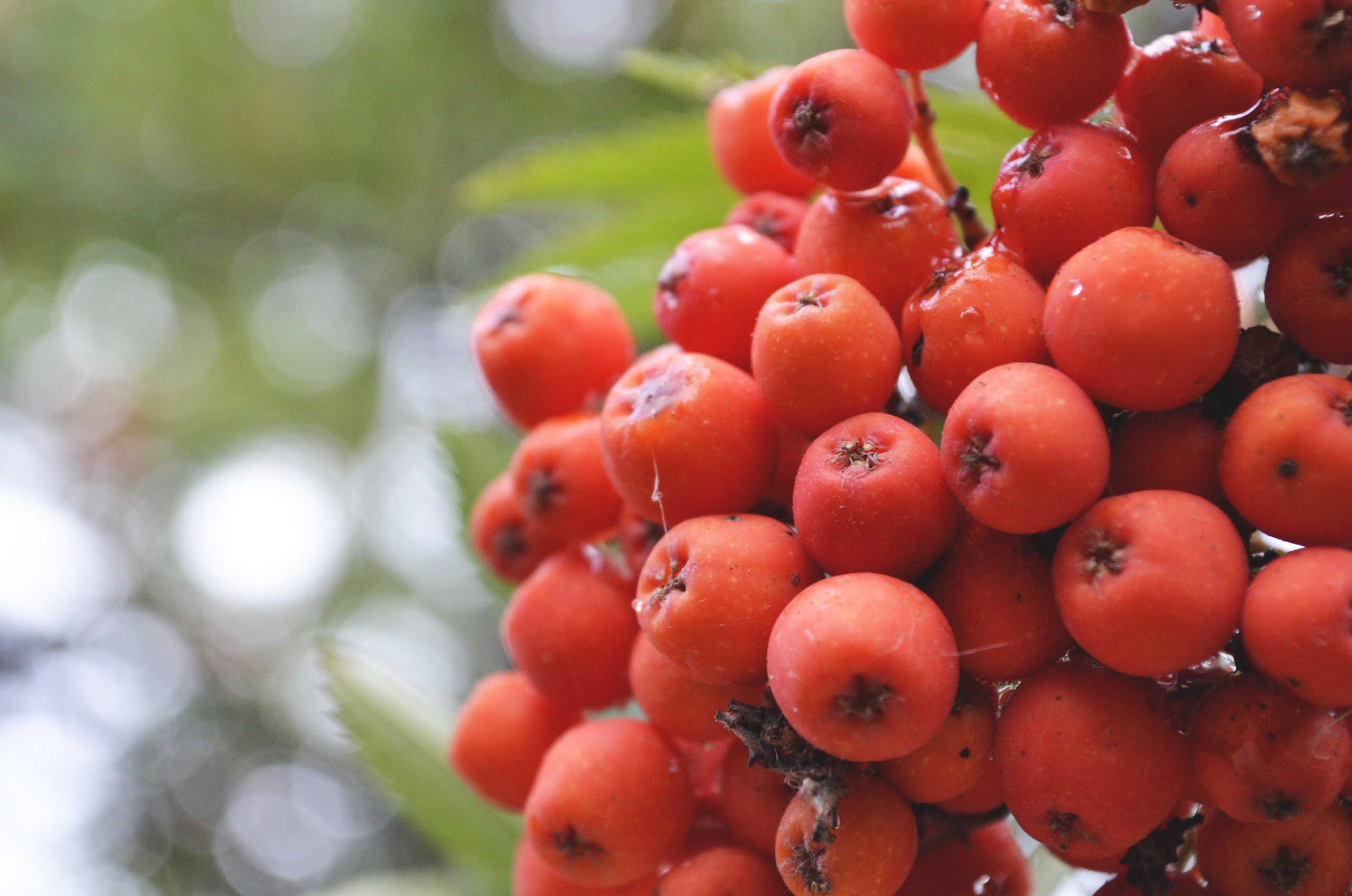 Природа. Анастасия Куц | фотограф | Пермский край