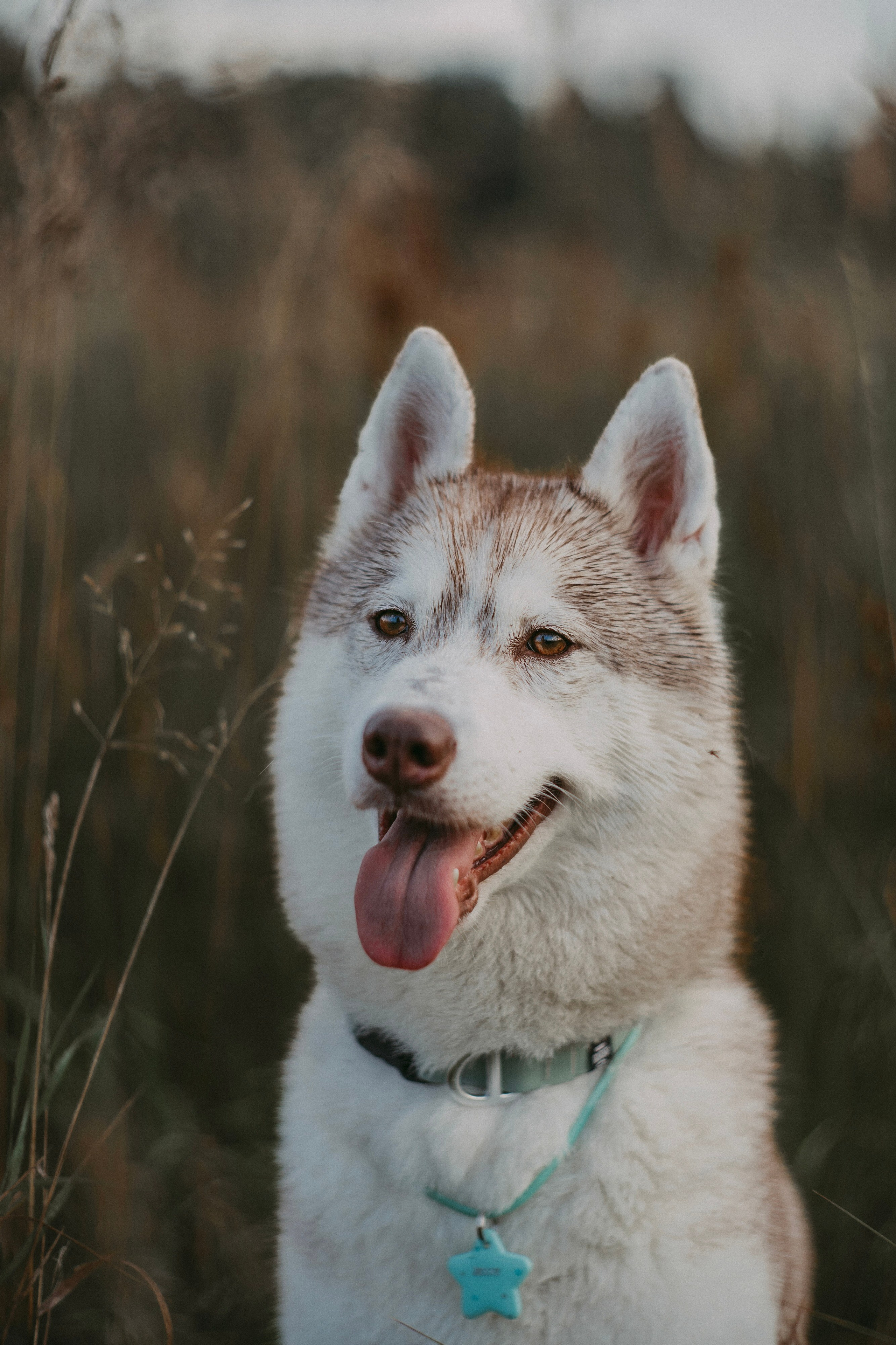 Мария и Джесси. Фотограф анималист в Москве и Санкт-Петербурге Свиридова Анна