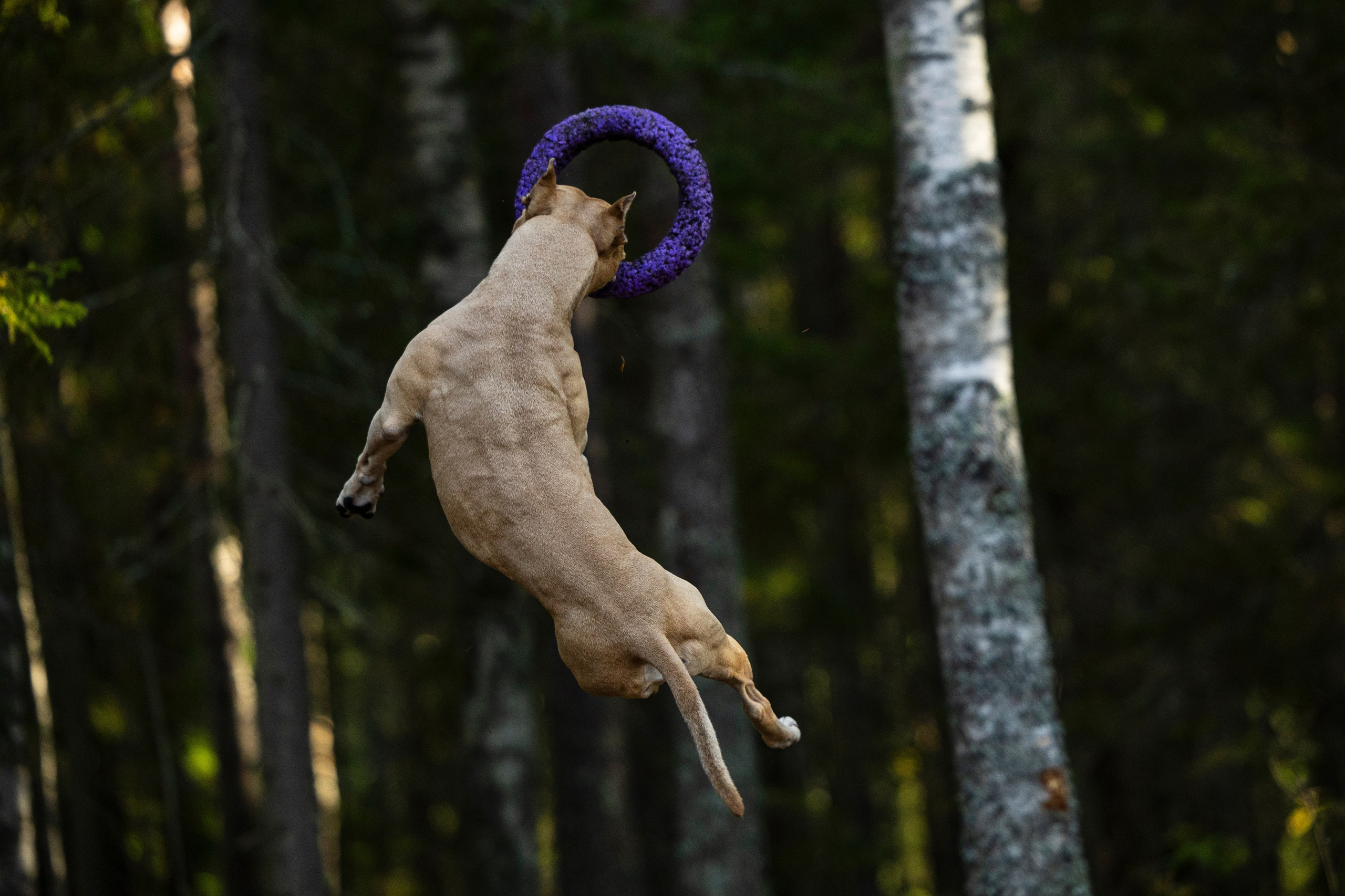 Фобос. Фотограф-анималист Анна Маринич