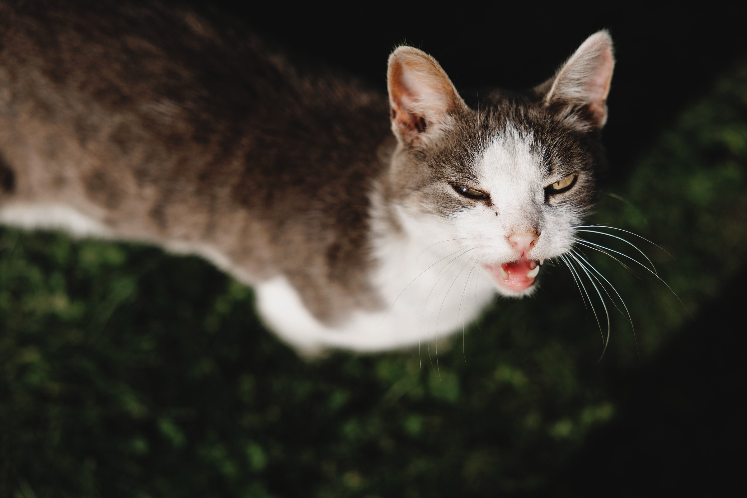 Максим и Ирина. Свадебный фотограф и видеограф Дмитрий Горяченков