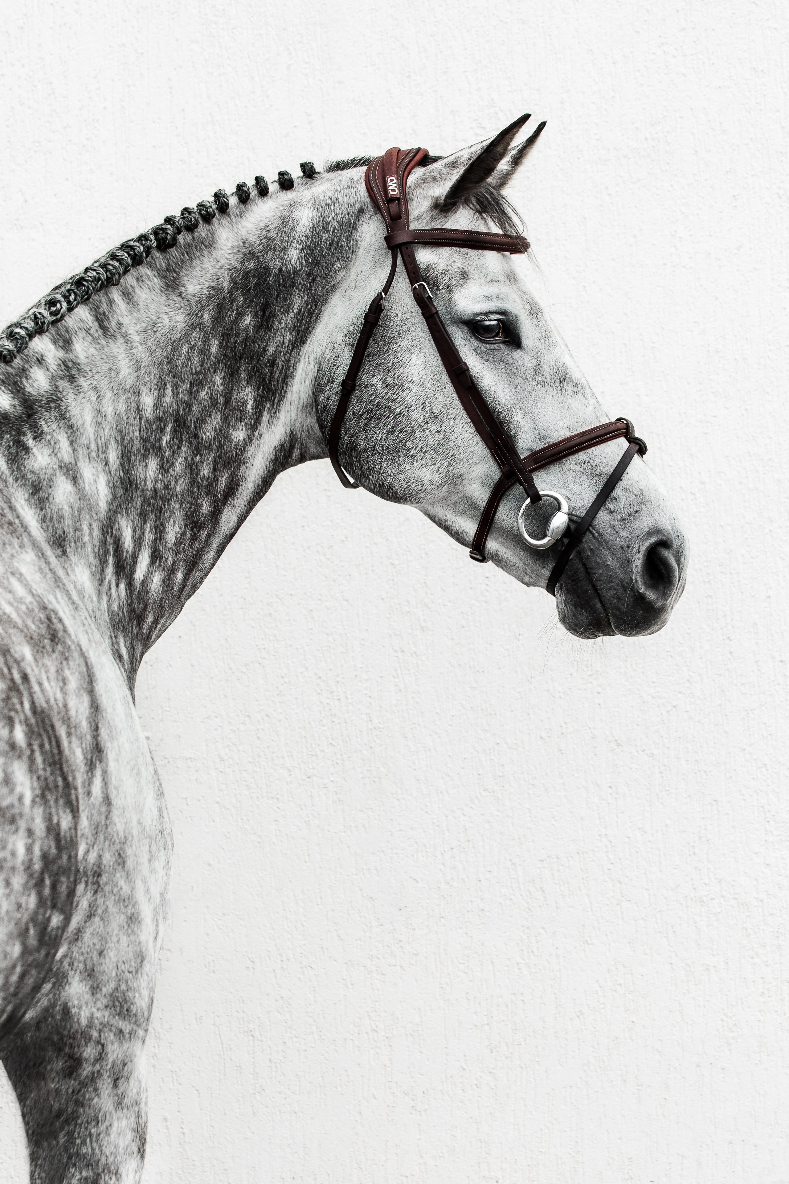 Конные портреты. Veronika Makeeva horse photo