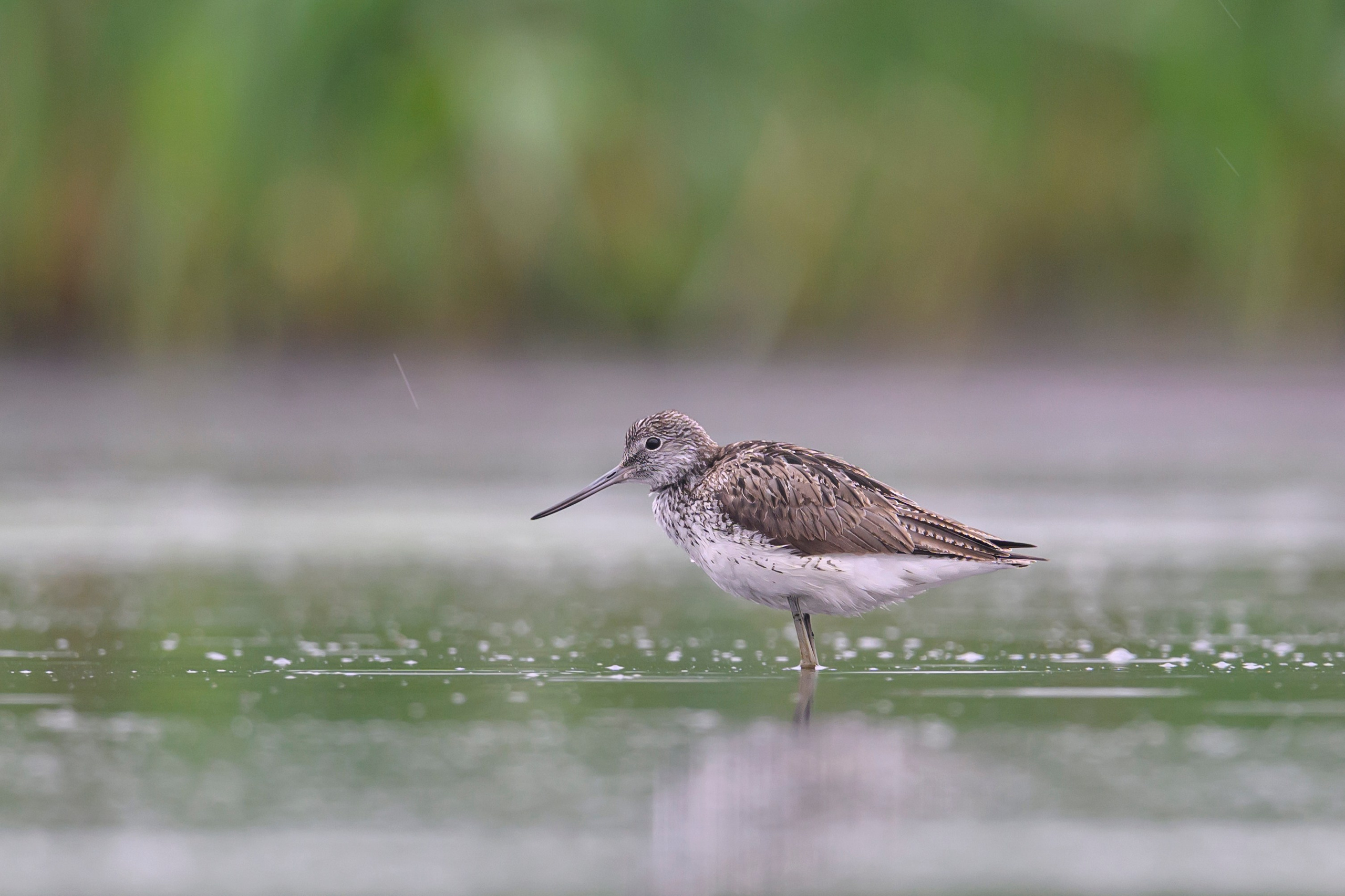 Кулики. Wildlife photography by Sergey Puponin
