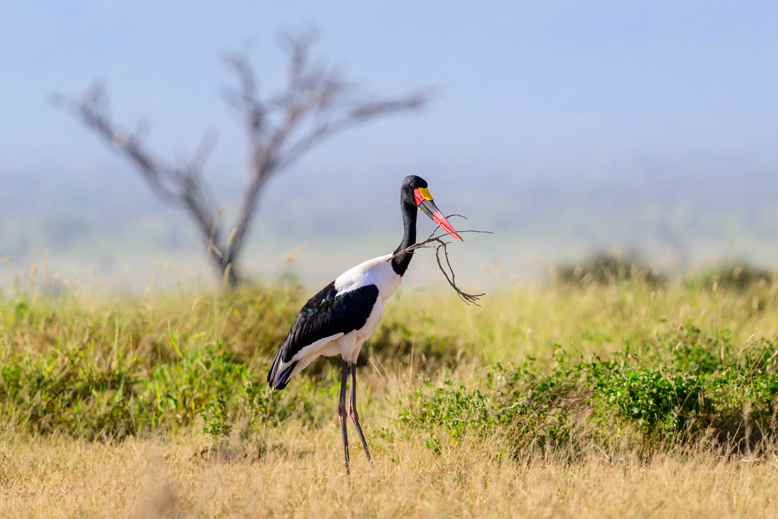 Кения. Wildlife photography by Sergey Puponin