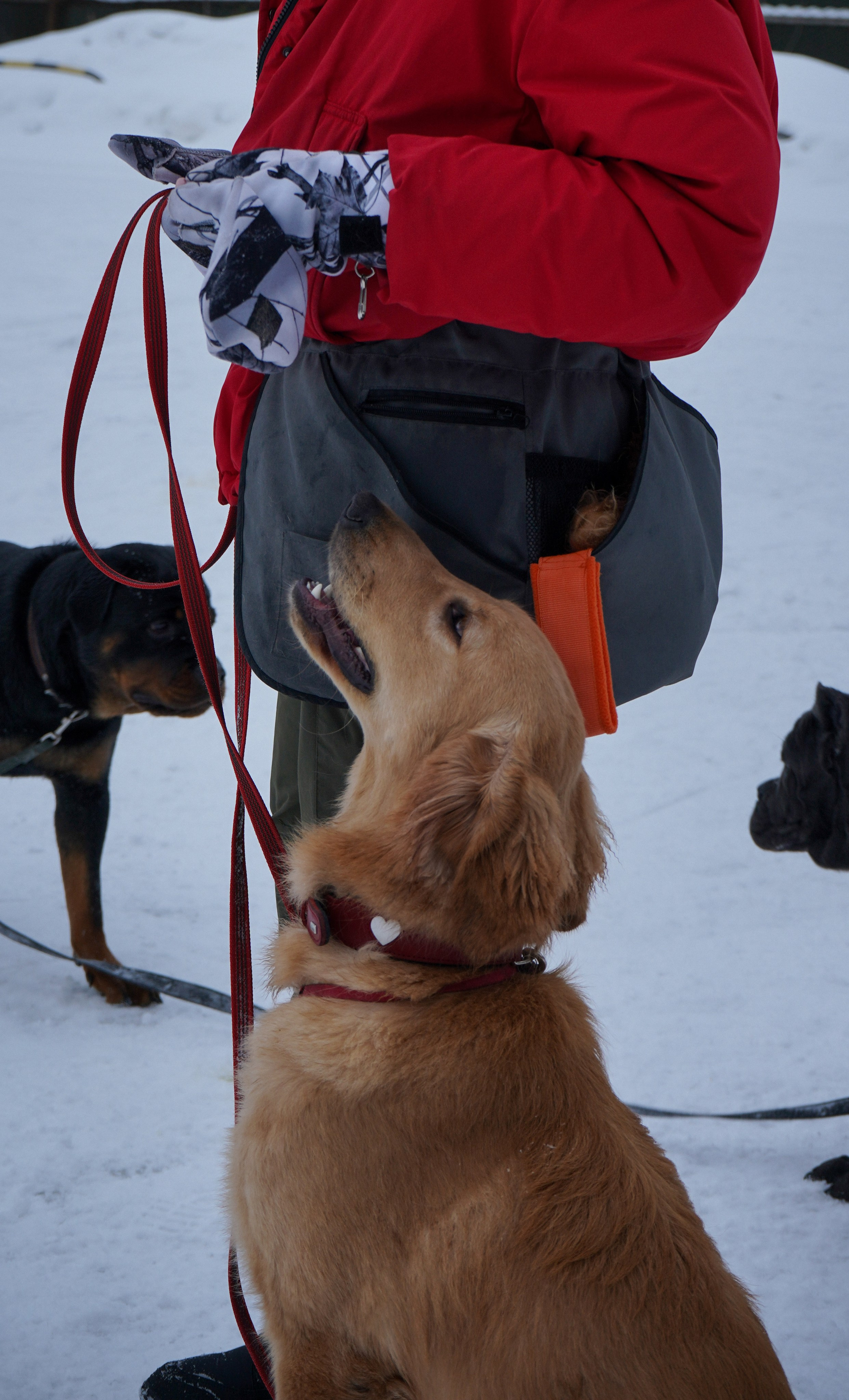 Фотосессии Пушистиков. Фотограф в Санкт-Петербурге Виктория Барышникова