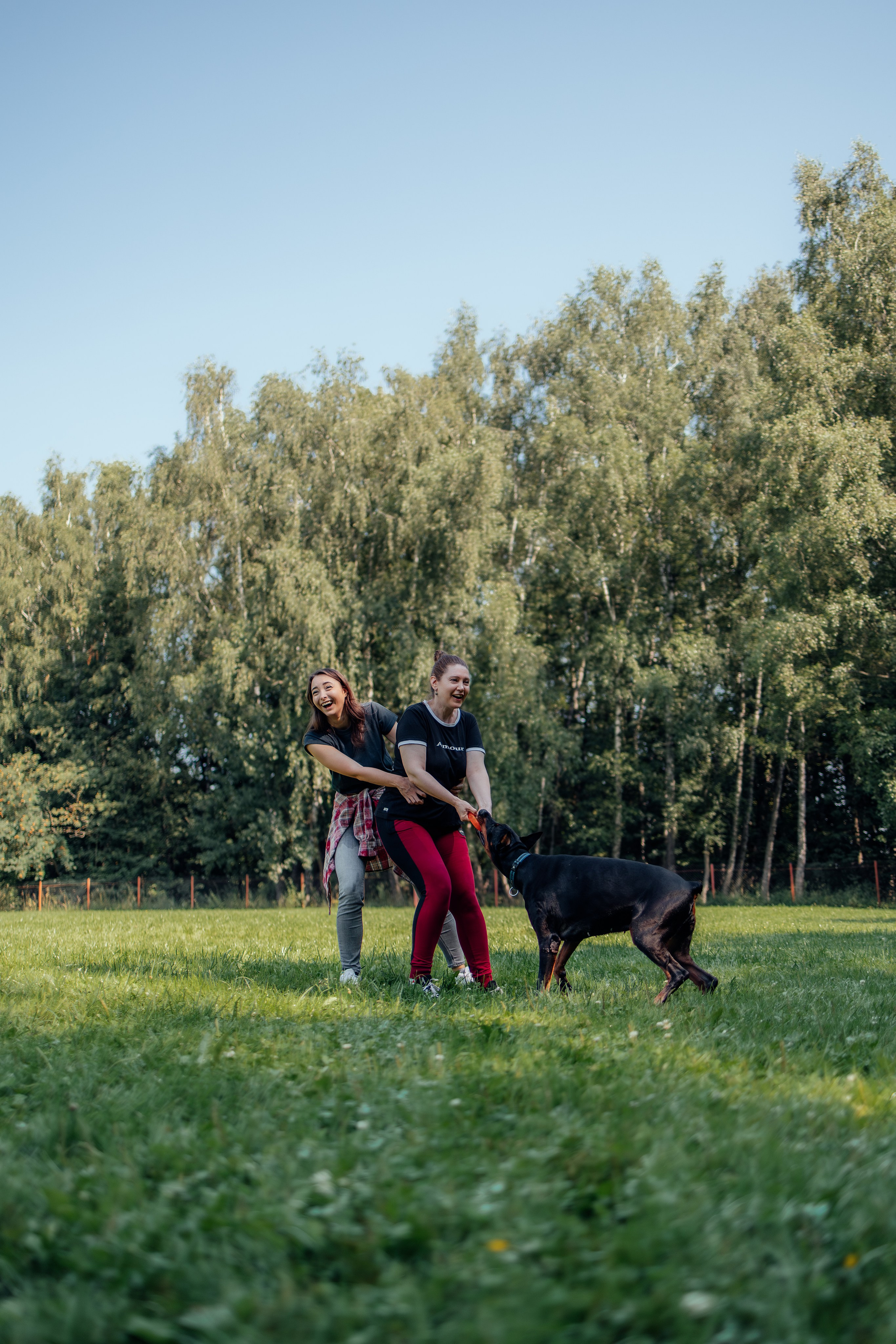 Доберман Айза. Фотограф Анималист в Москве Анастасия Жучкова