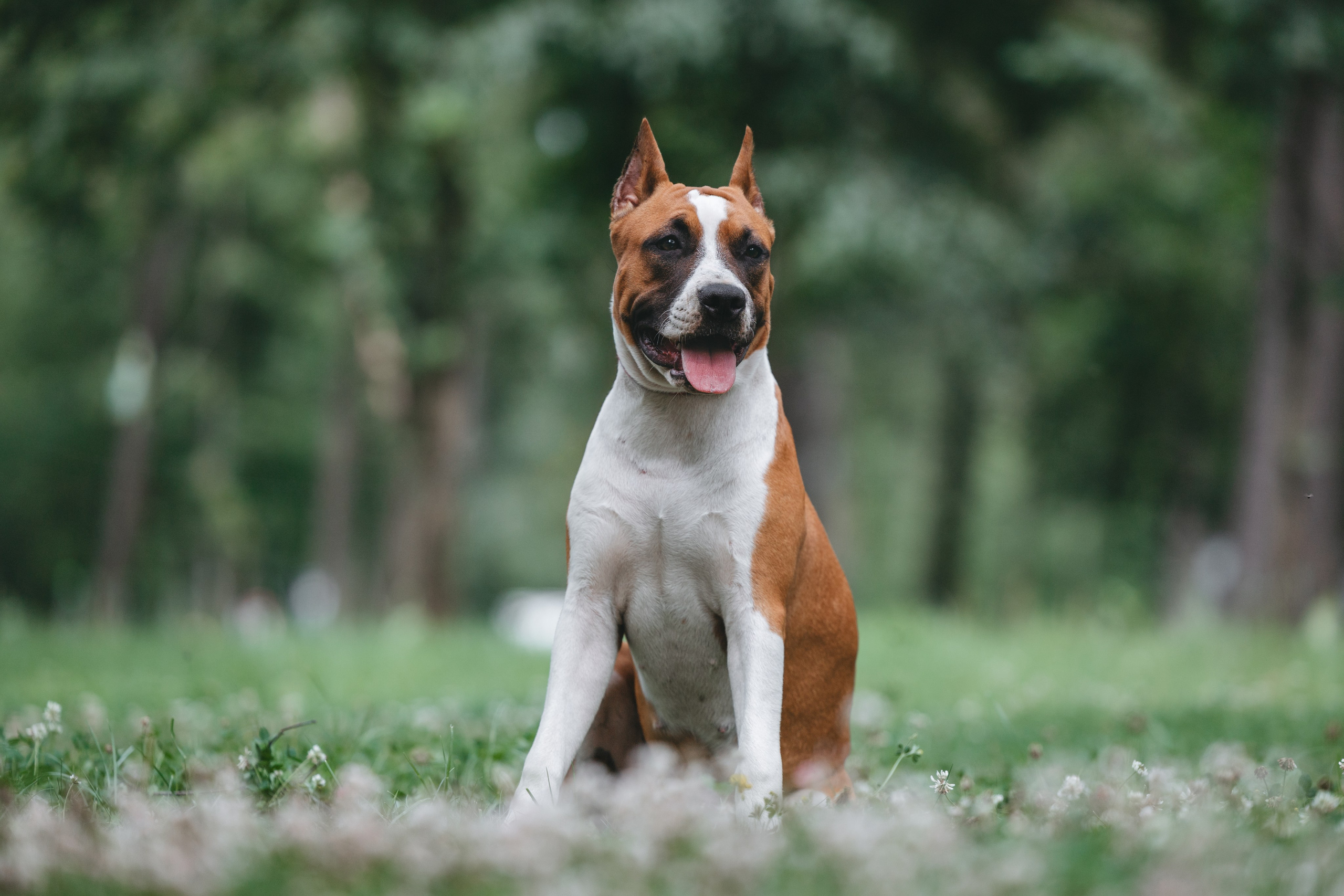 Американский стаффордширский терьер. Фотограф Анималист в Москве Анастасия Жучкова