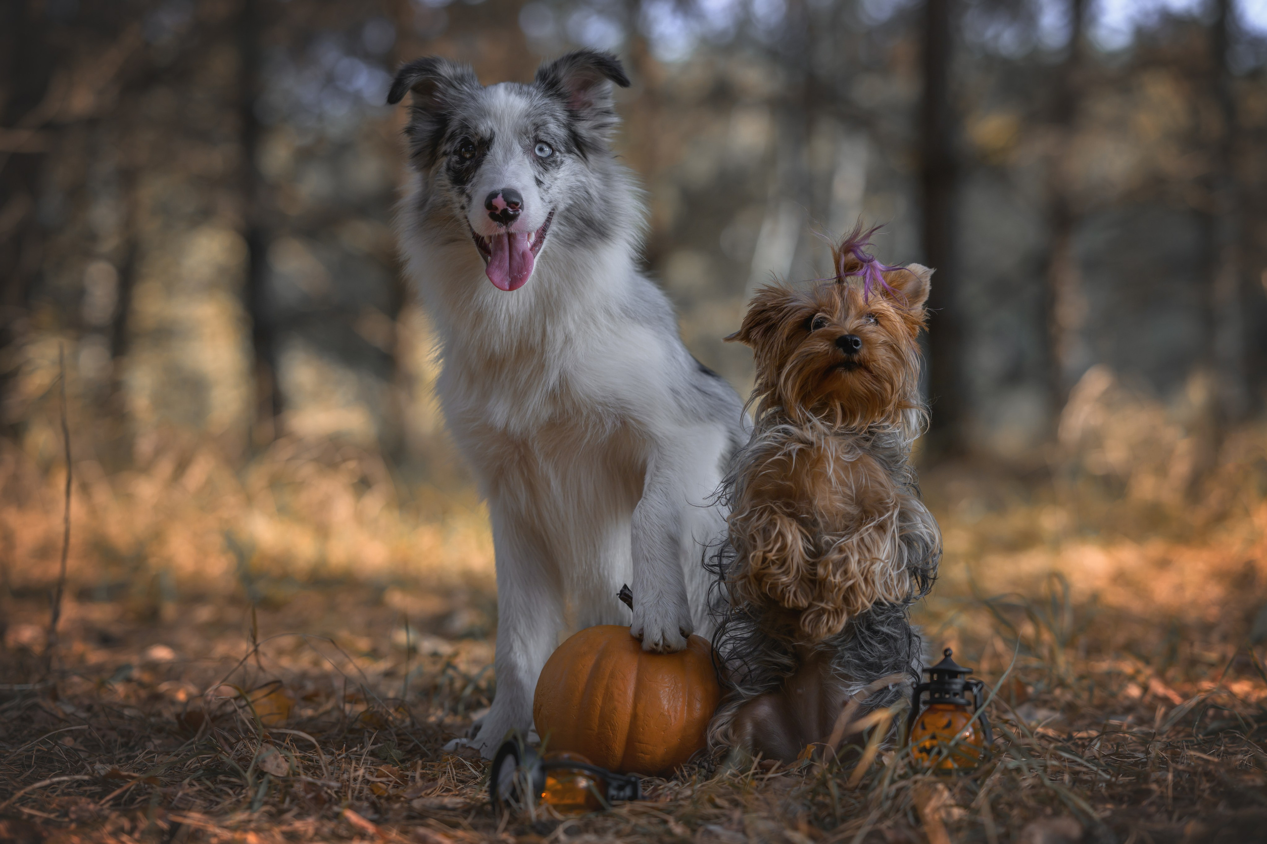 Хэллоуин. Фотограф Анималист в Москве Анастасия Жучкова