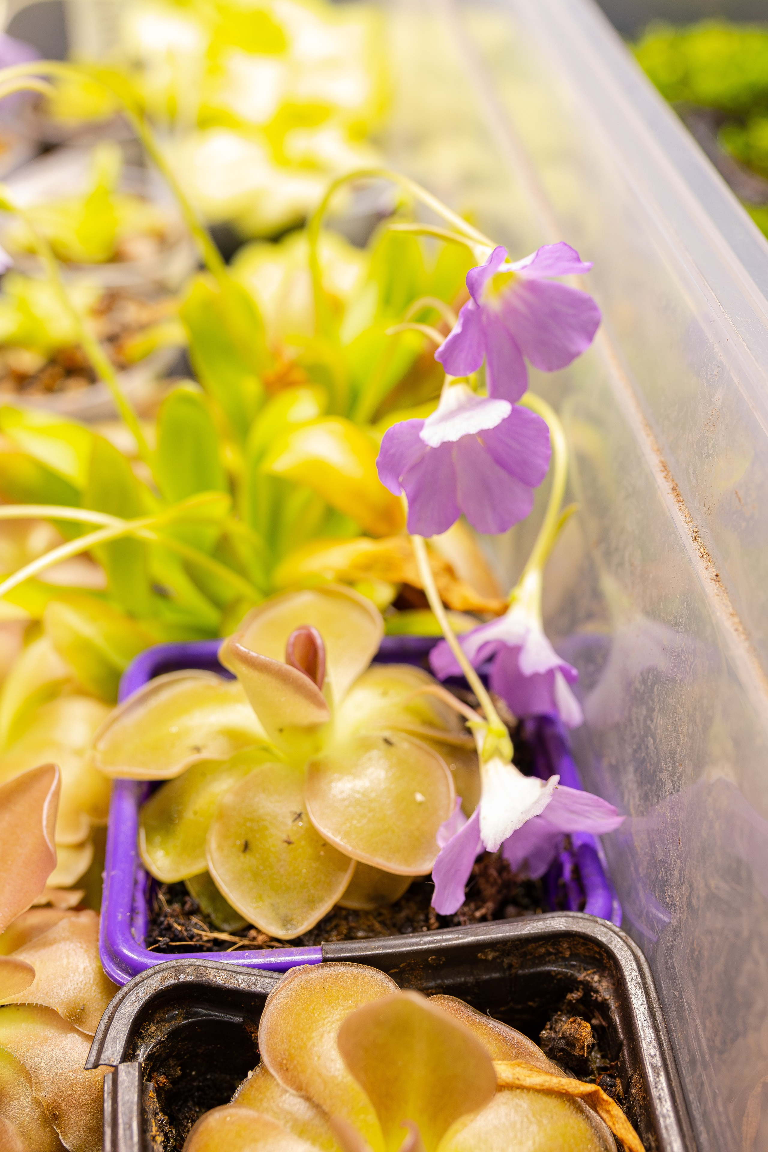 Монстериум апрель 2026. Александра Куликова фотограф, Москва