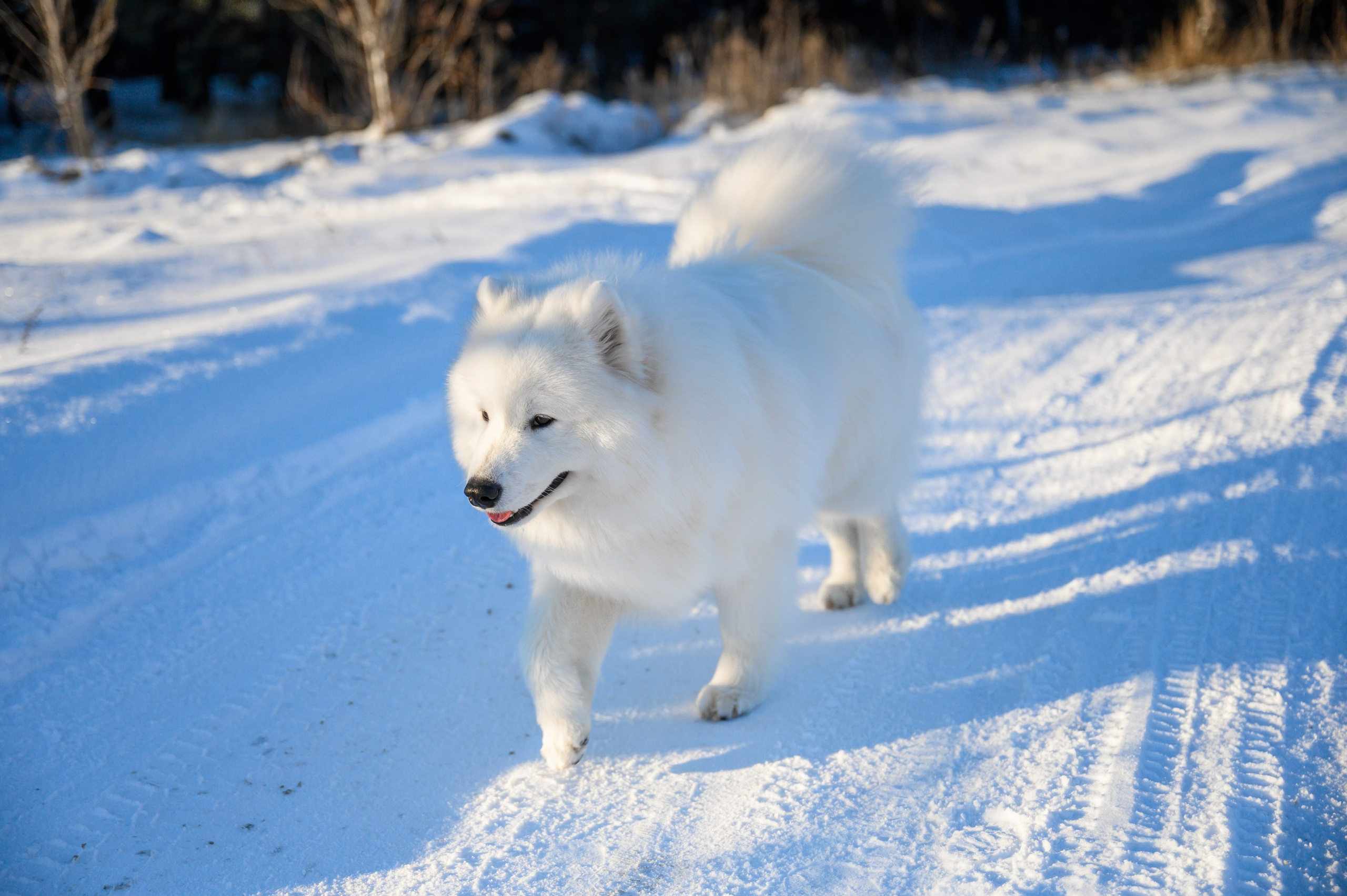 Самоед Тайфун. Bazarkom-photo.ru Фотограф Виктор Оськин в Старом Осколе