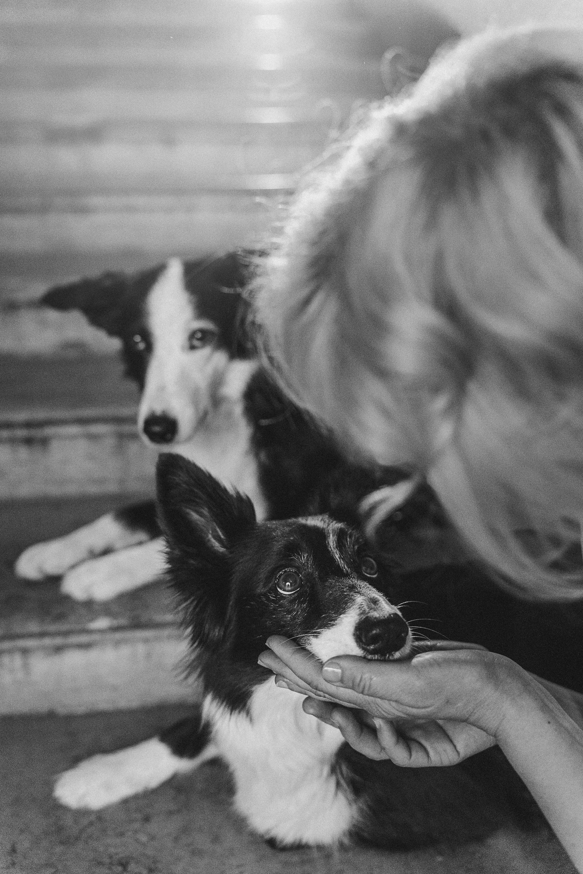 Таня, Марта и Клипса. Фотограф анималист в Москве и Санкт-Петербурге Свиридова Анна