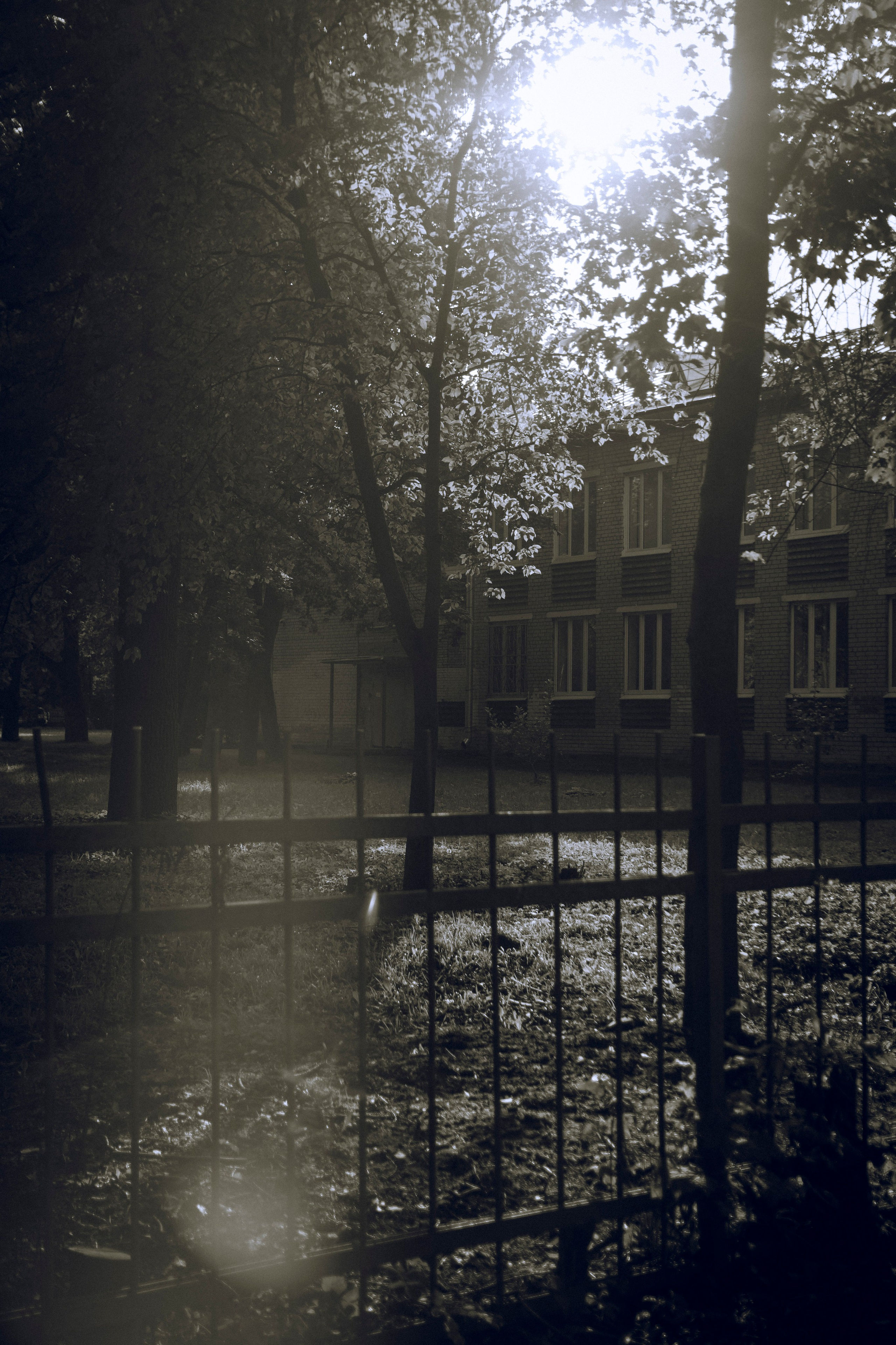 Из наблюдений. Плак или Квак