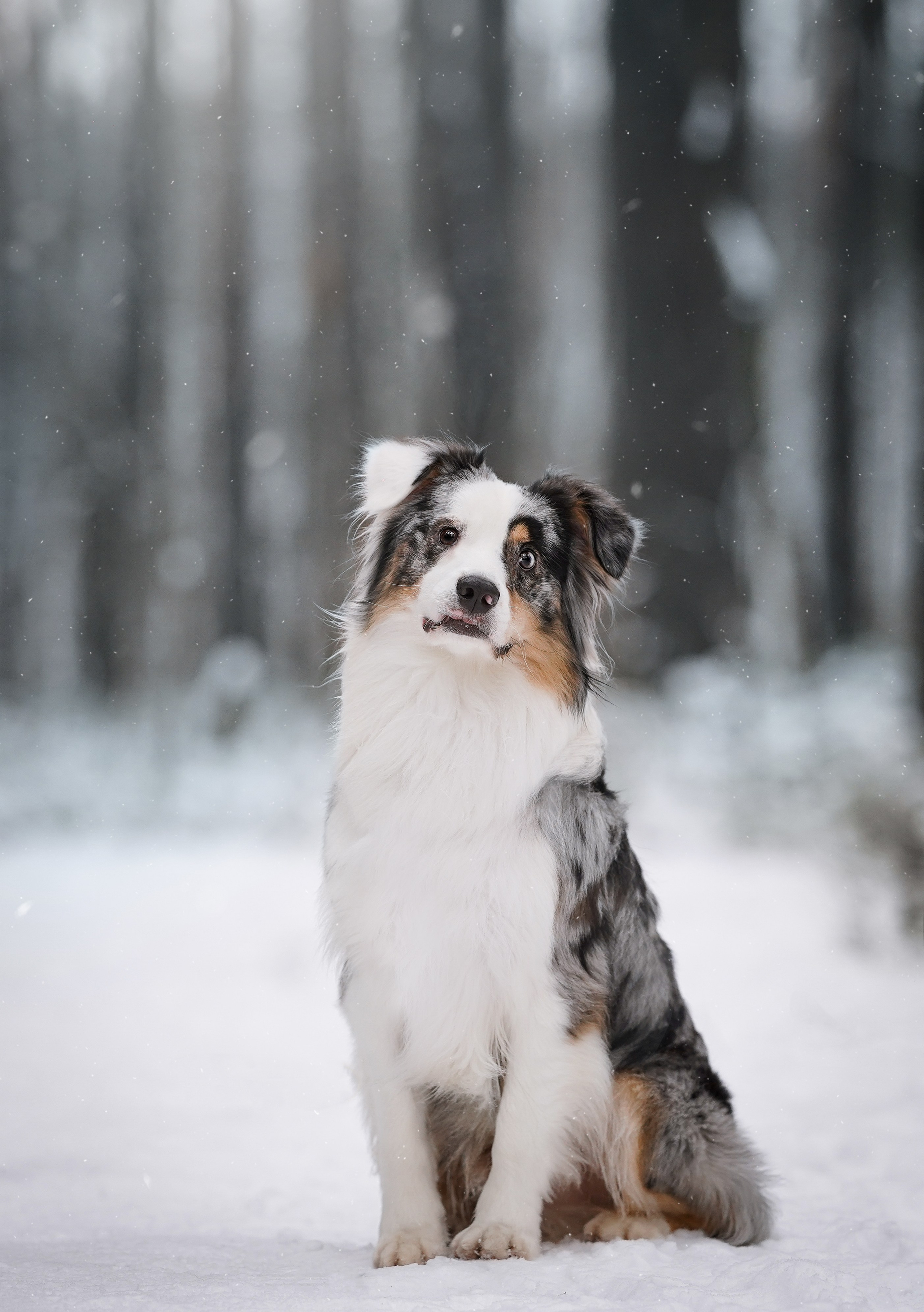 Антон Аиша и Римус. Фотограф-анималист в Санкт-Петербурге Яна Мартынова