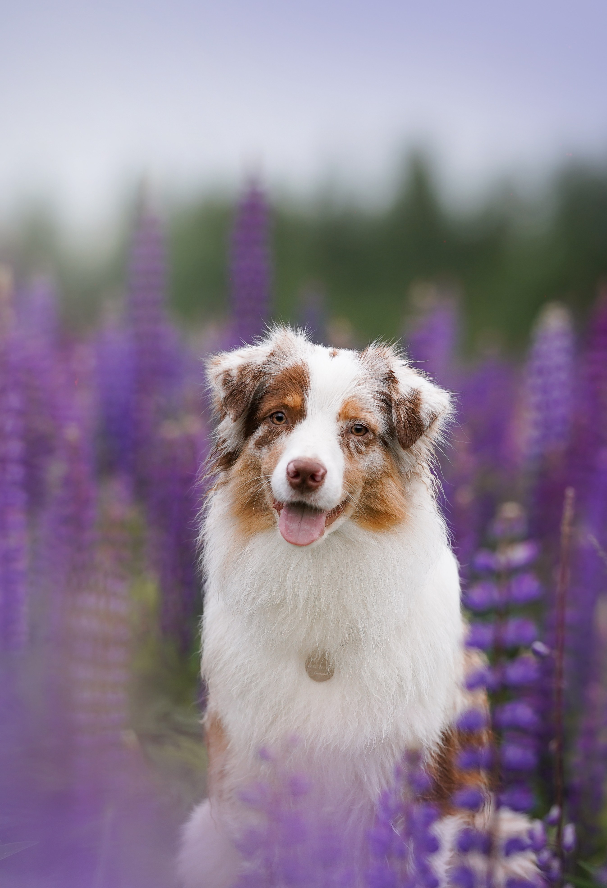 Аня Арчи и Панда в люпинах. Фотограф-анималист в Санкт-Петербурге Яна Мартынова