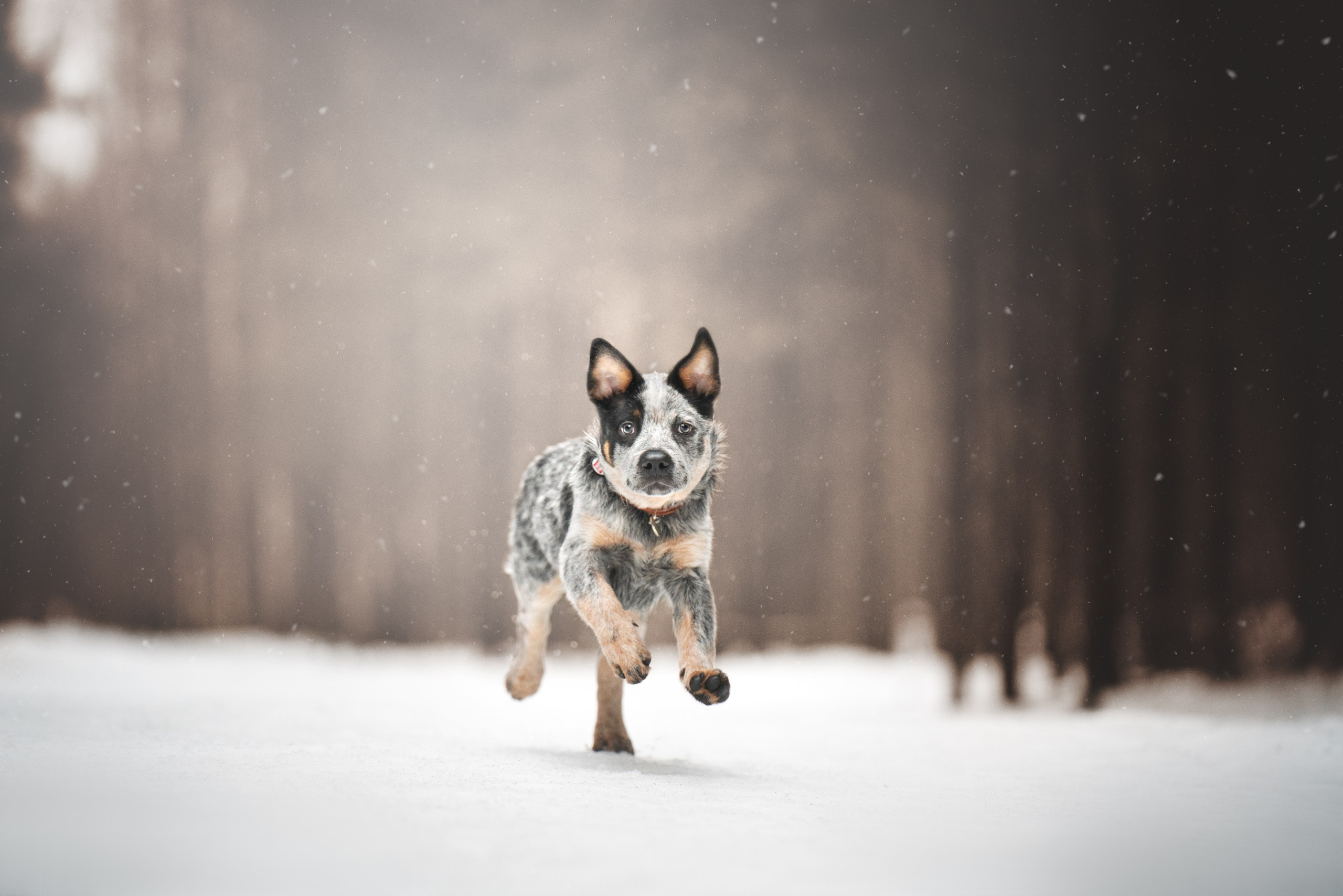 Рокки. Фотограф анималист Осипчикова Мария