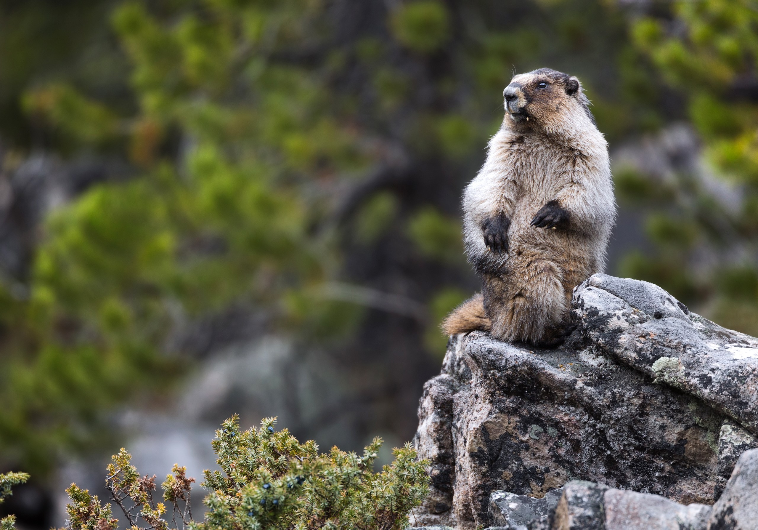 Канада. Фотограф Владимир Медведев