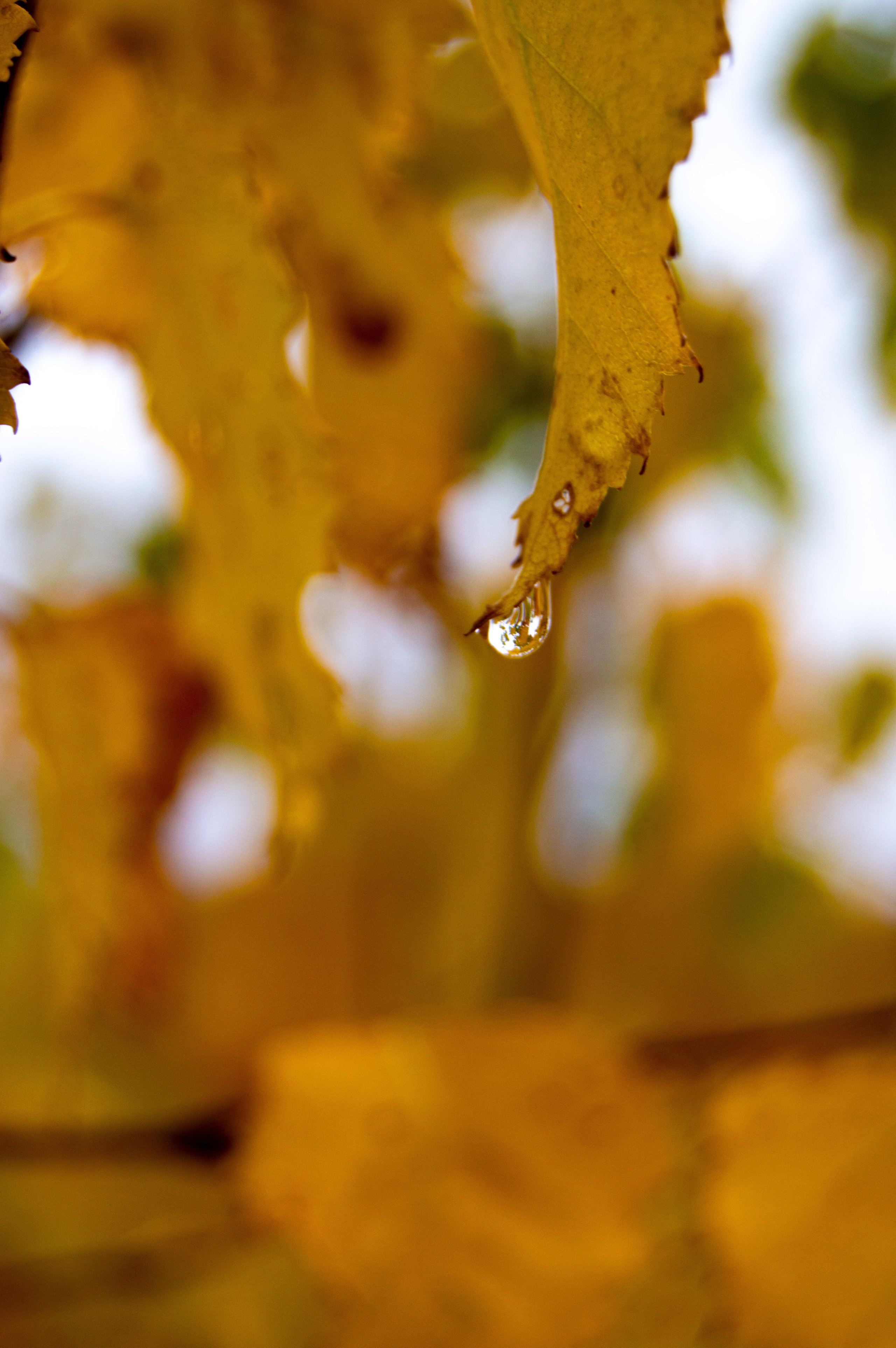 Природа. Фотограф Юлия Левандовская, п.Ясногорск