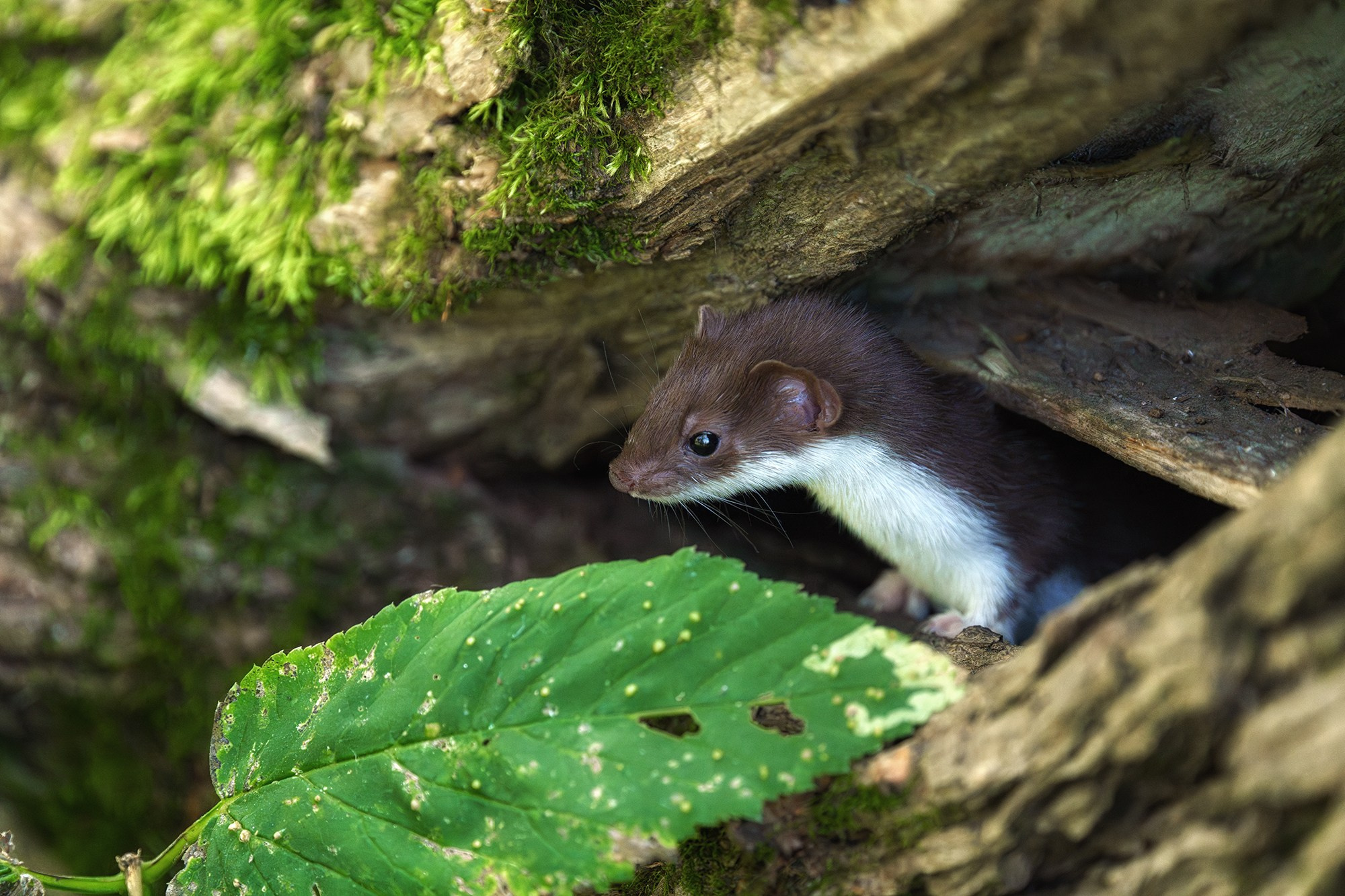 Животные. Ваш личный фотограф Марина Волкова