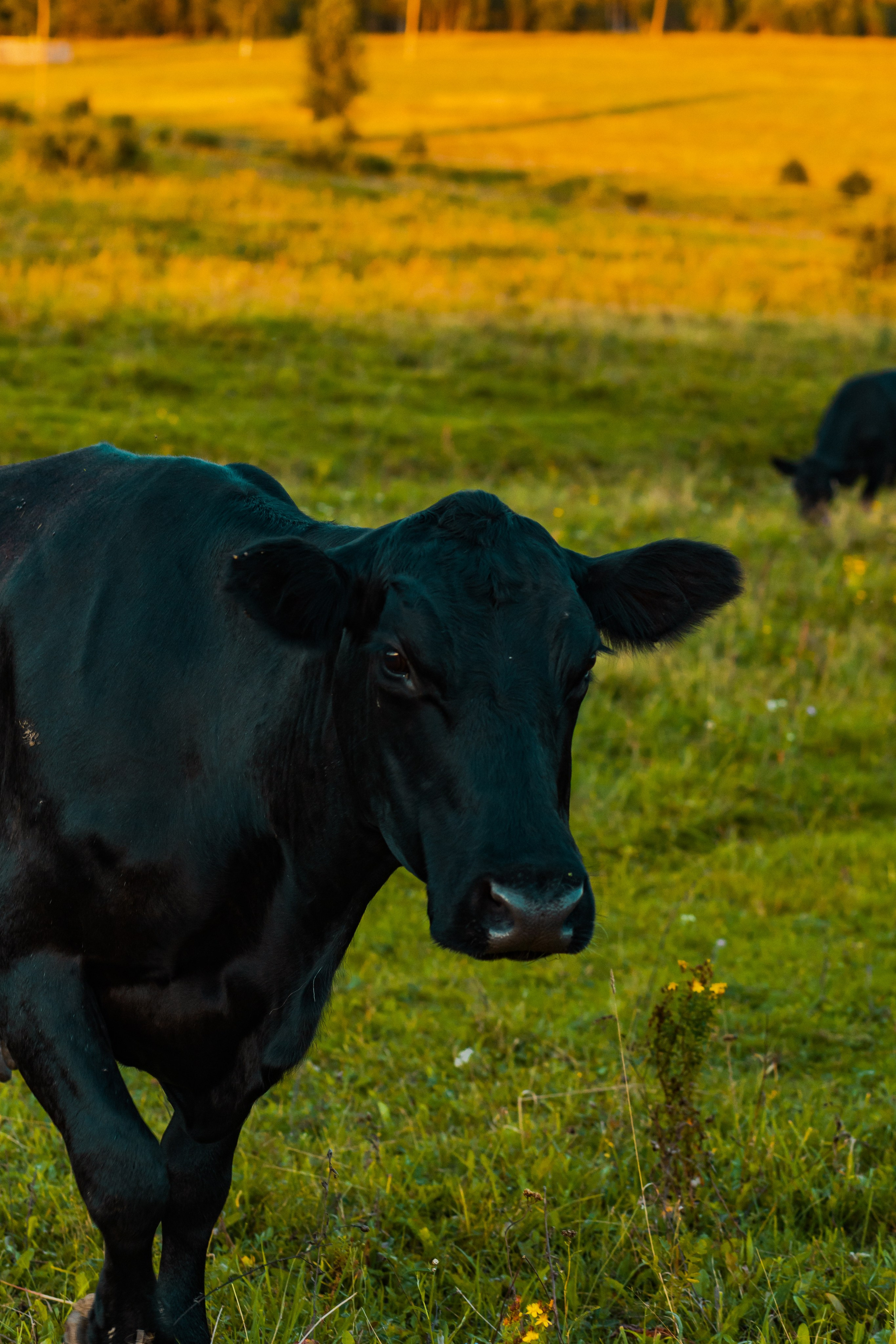 Деревня Мишнево | Калужская область. Папка кадров 📁