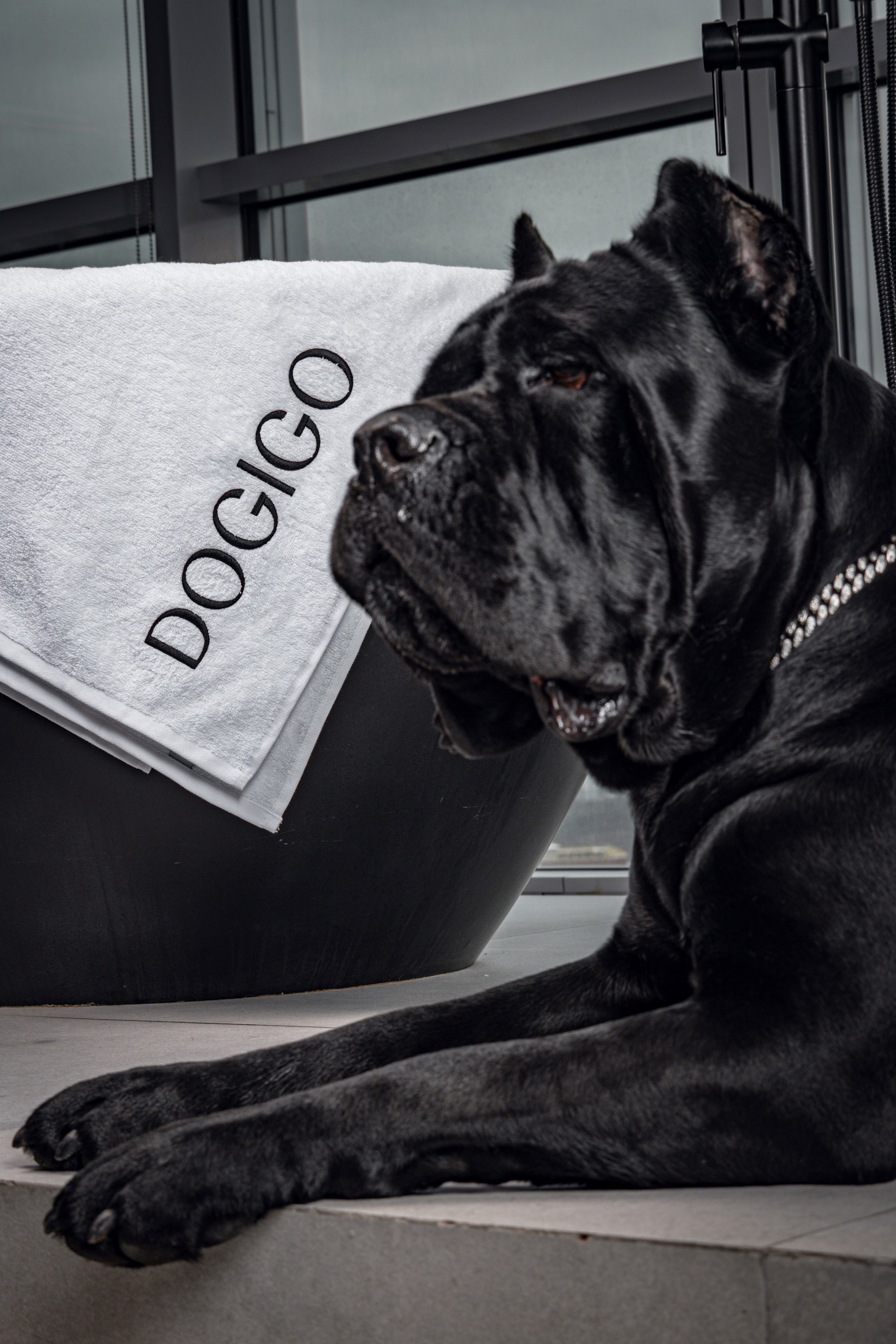 Фотограф анималист в Санкт-Петербурге Таша Крейв