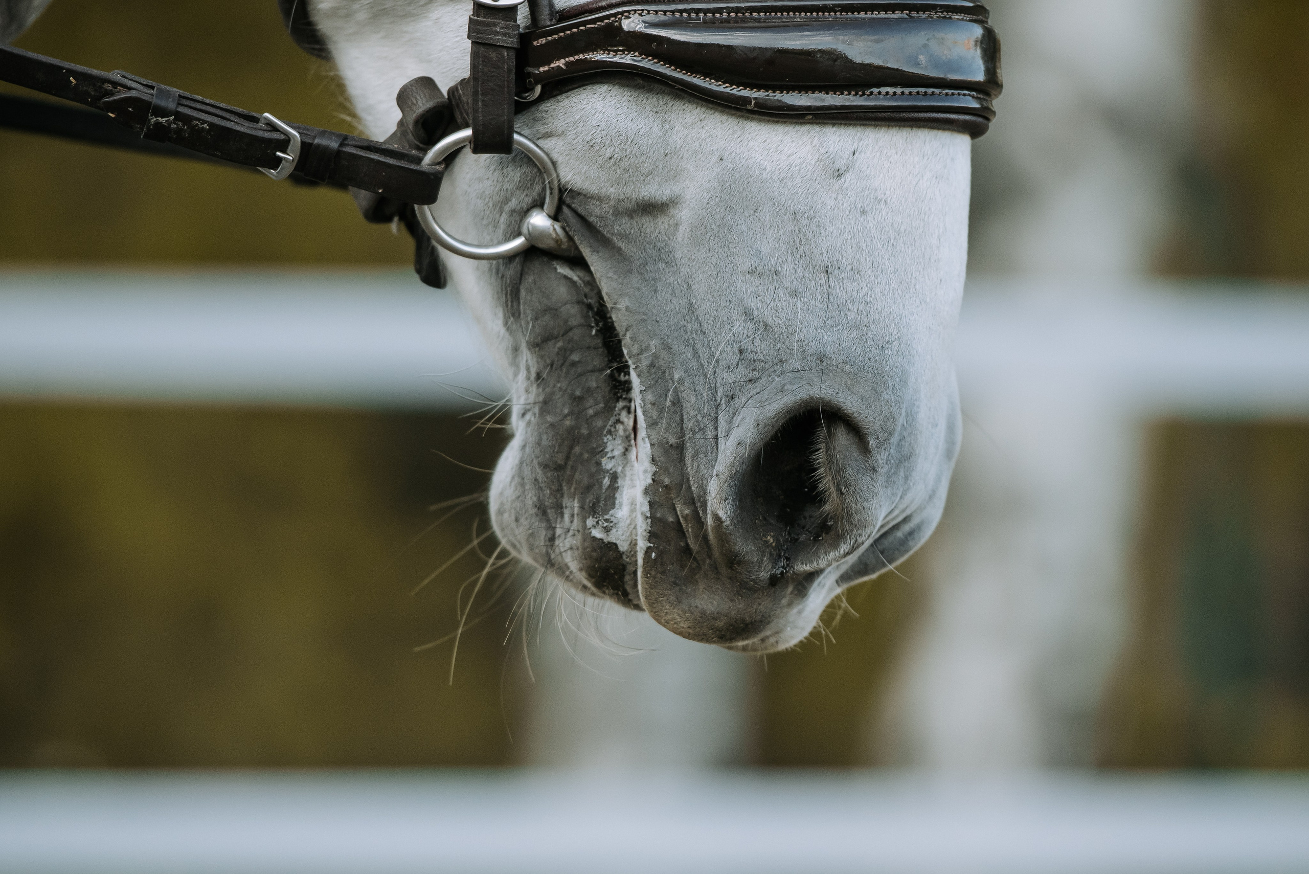 Фотосессия с лошадью Красноярск. Фотограф Диана Оленина Красноярск / Братск