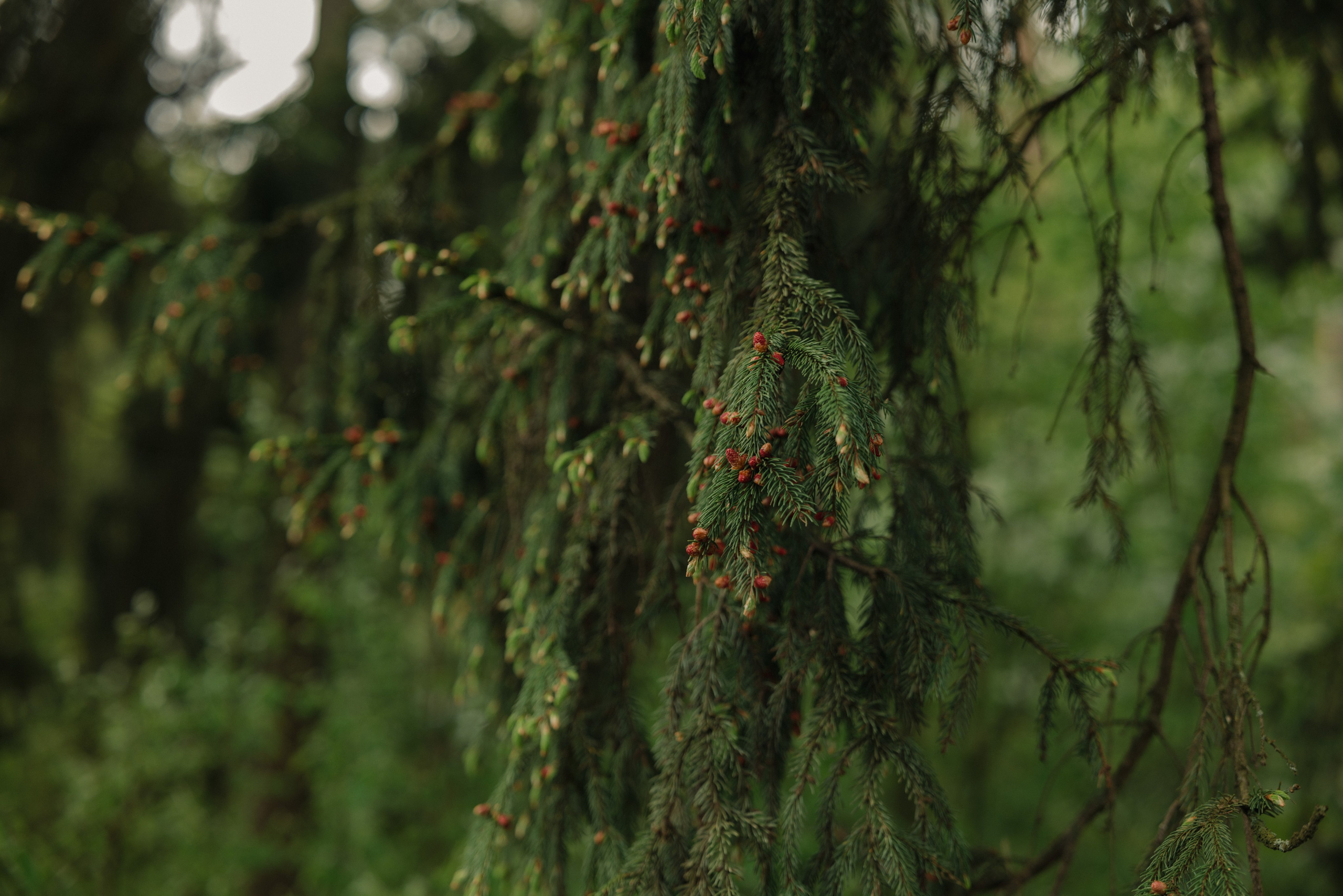 Семейная фотосессия спб. Фотограф Ника Лиепа
