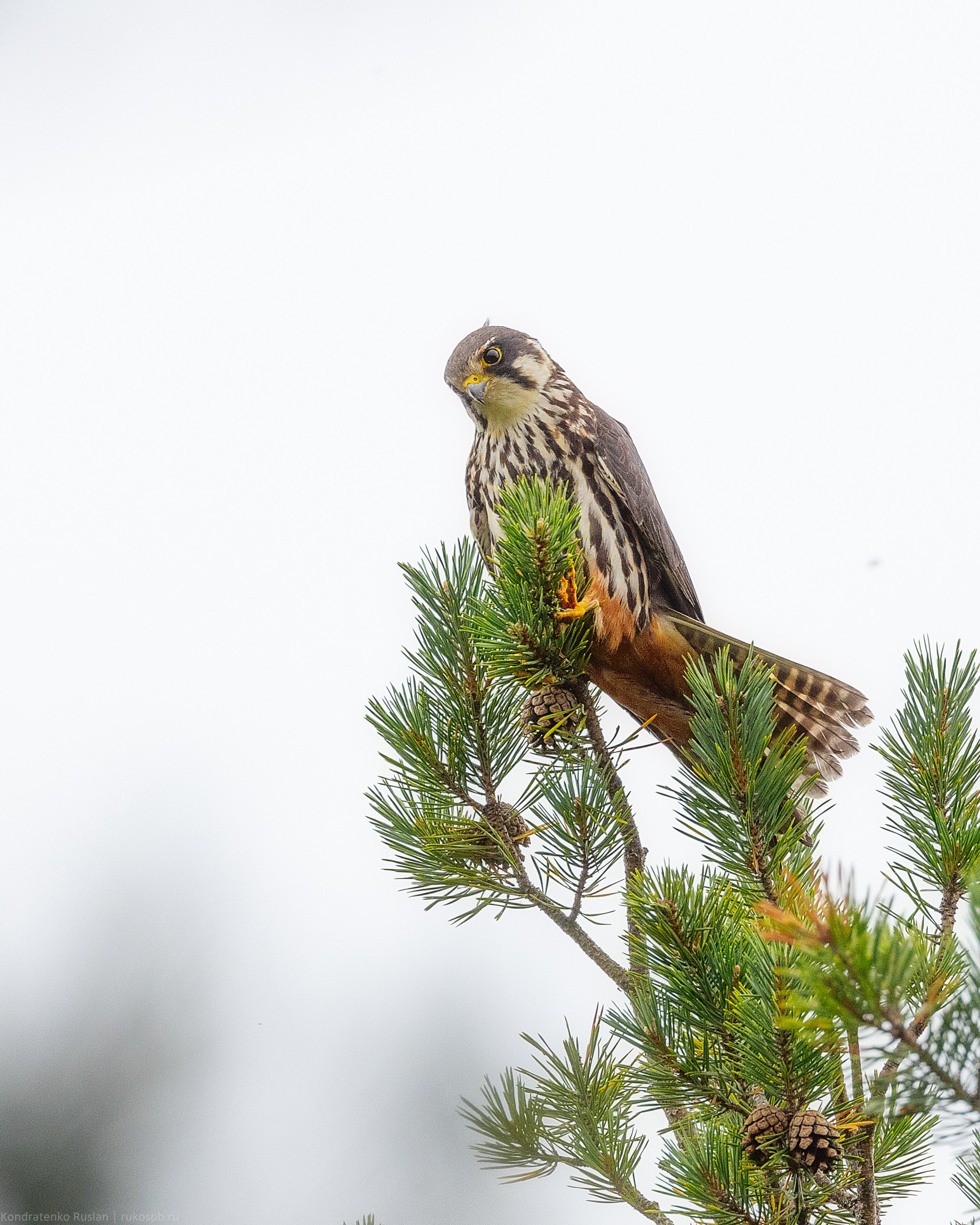Чеглок. Архитектурный и пейзажный фотограф Кондратенко Руслан, Санкт-Петербург