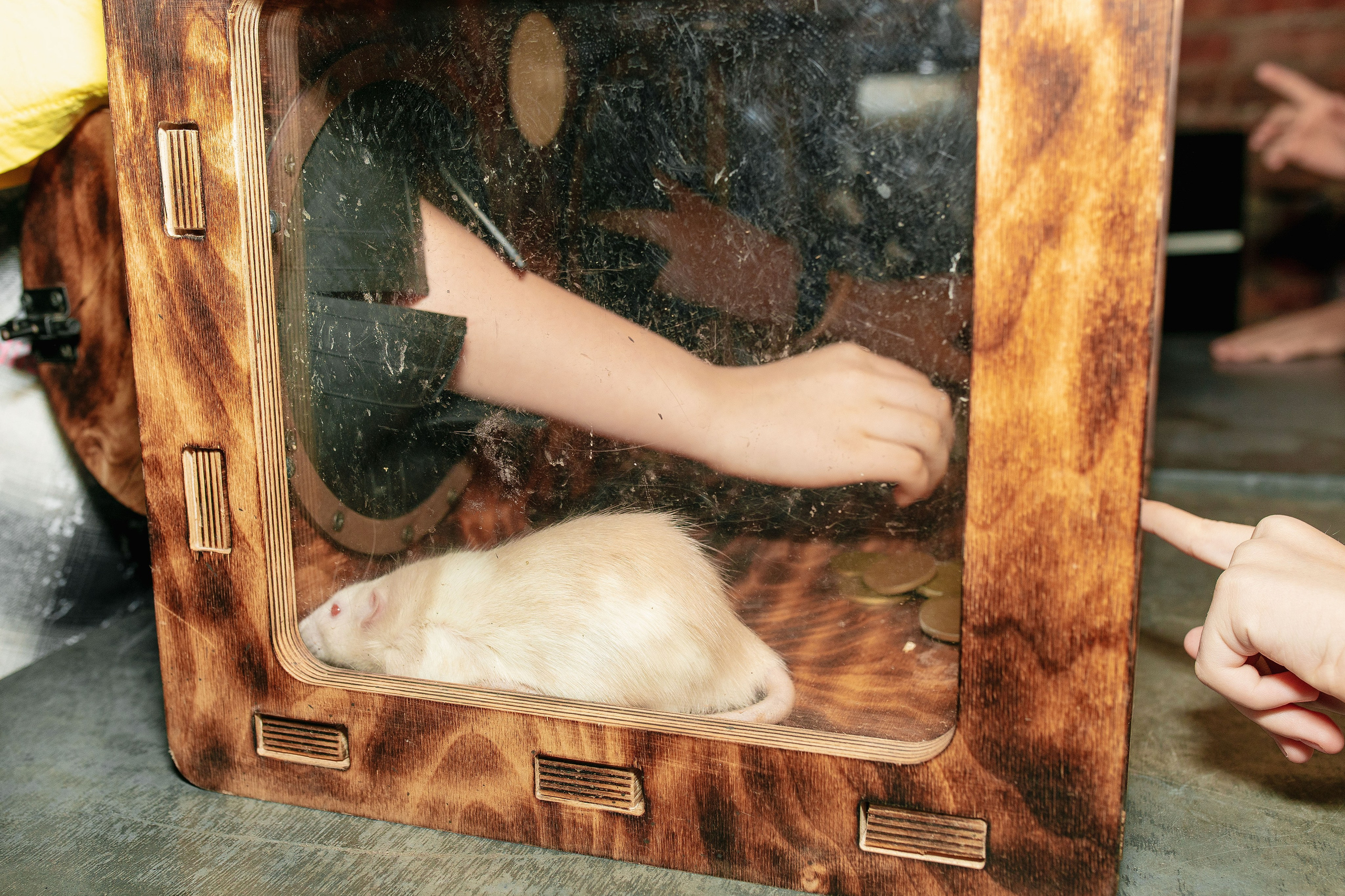 Квест-шоу в Форт Боярд с классом. Фотограф в Красноярске по выгодной цене