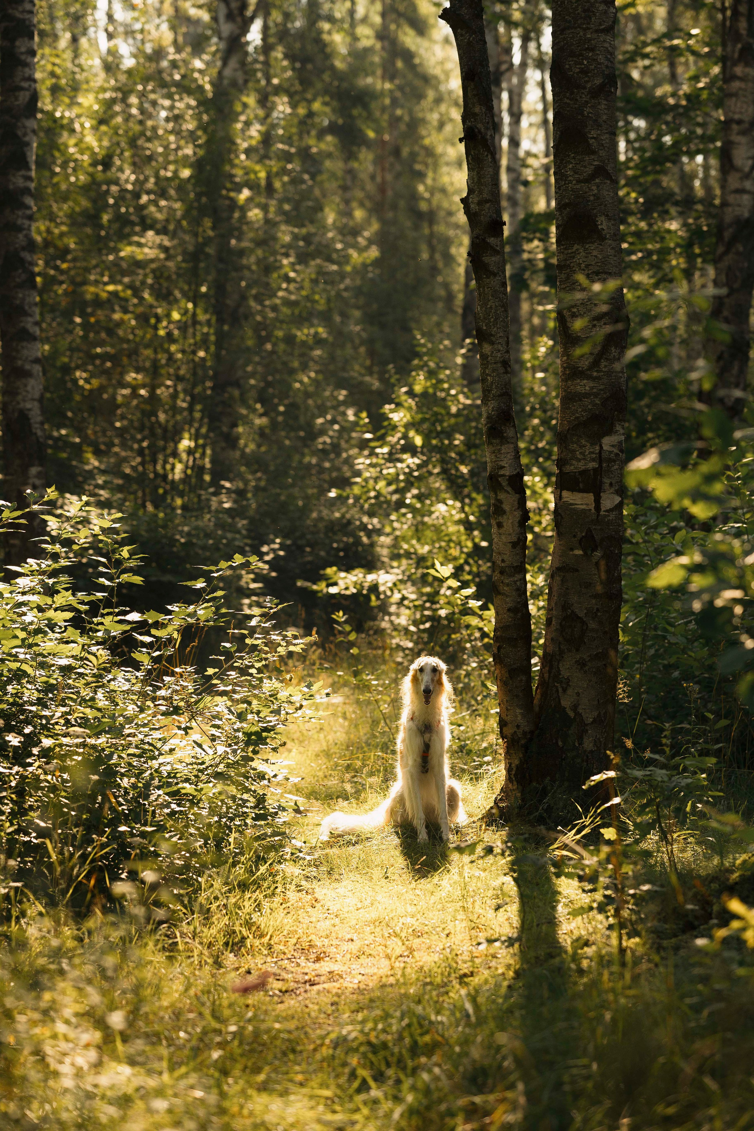 Тайга. Фотограф- анималист Александра Матвеева