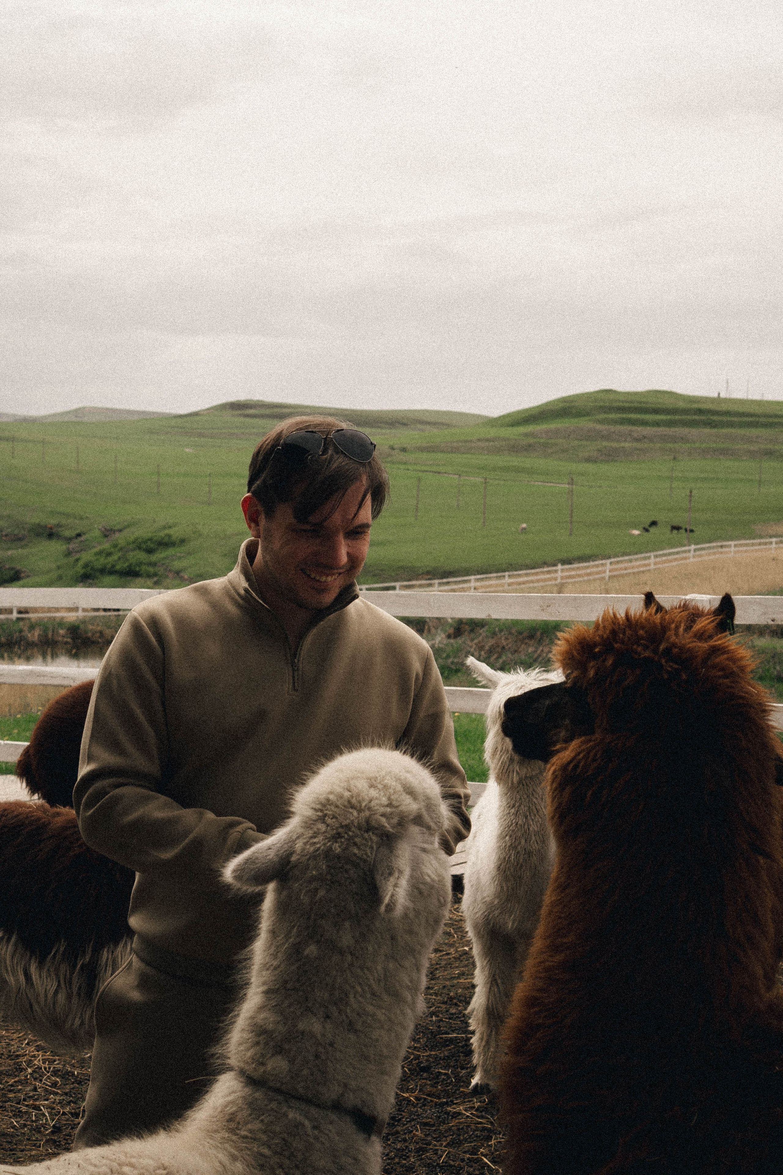 Ферма Альпак. Профессиональный фотограф, Санкт-Петербург — Виктория Богомолова