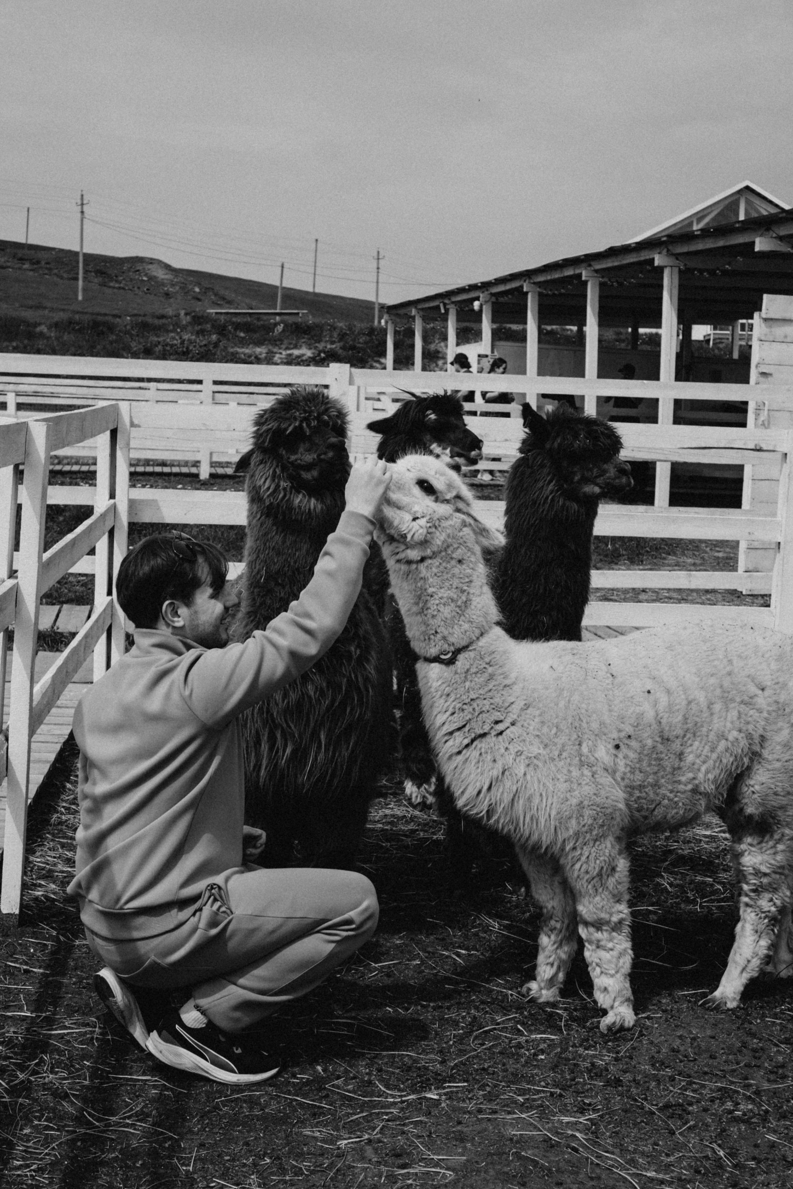 Ферма Альпак. Профессиональный фотограф, Санкт-Петербург — Виктория Богомолова