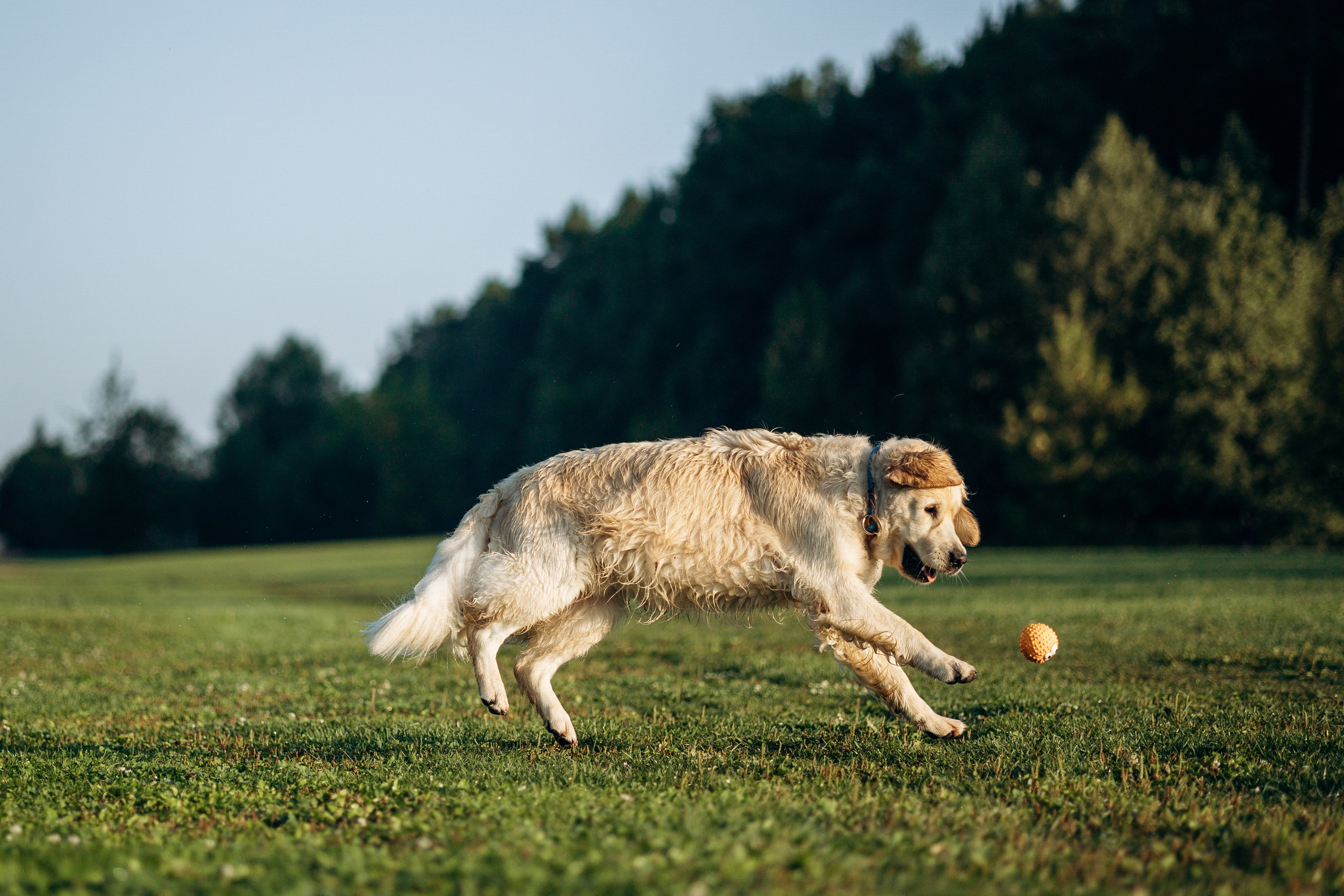 Ирина и ее золотинки. Фотограф — Анималист | Санкт-Петербург