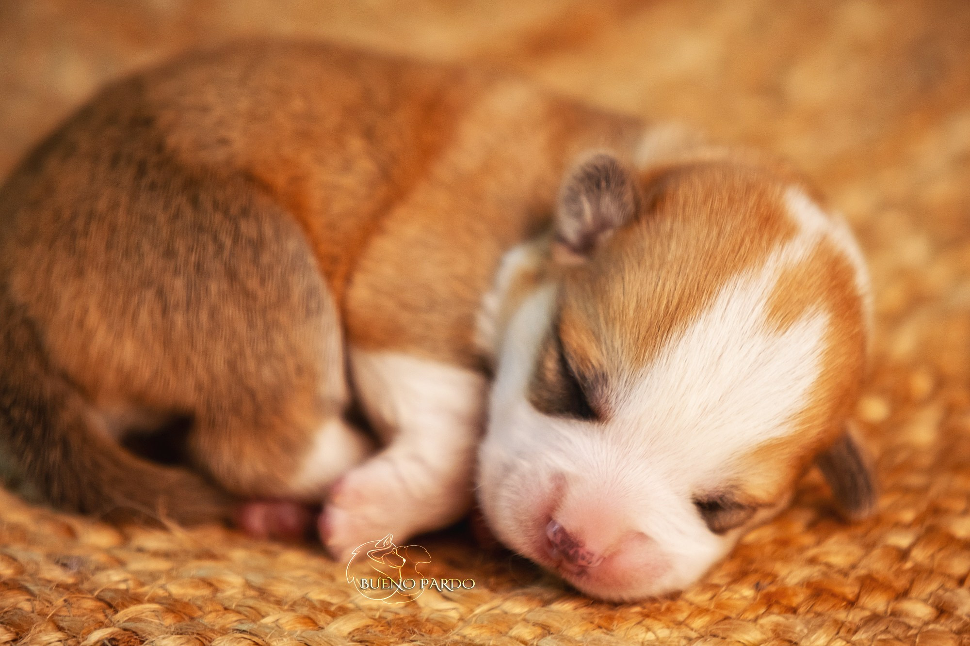 Щенки вельш корги пемброк из питомника. Питомник собак Акита, Хаски, Корги