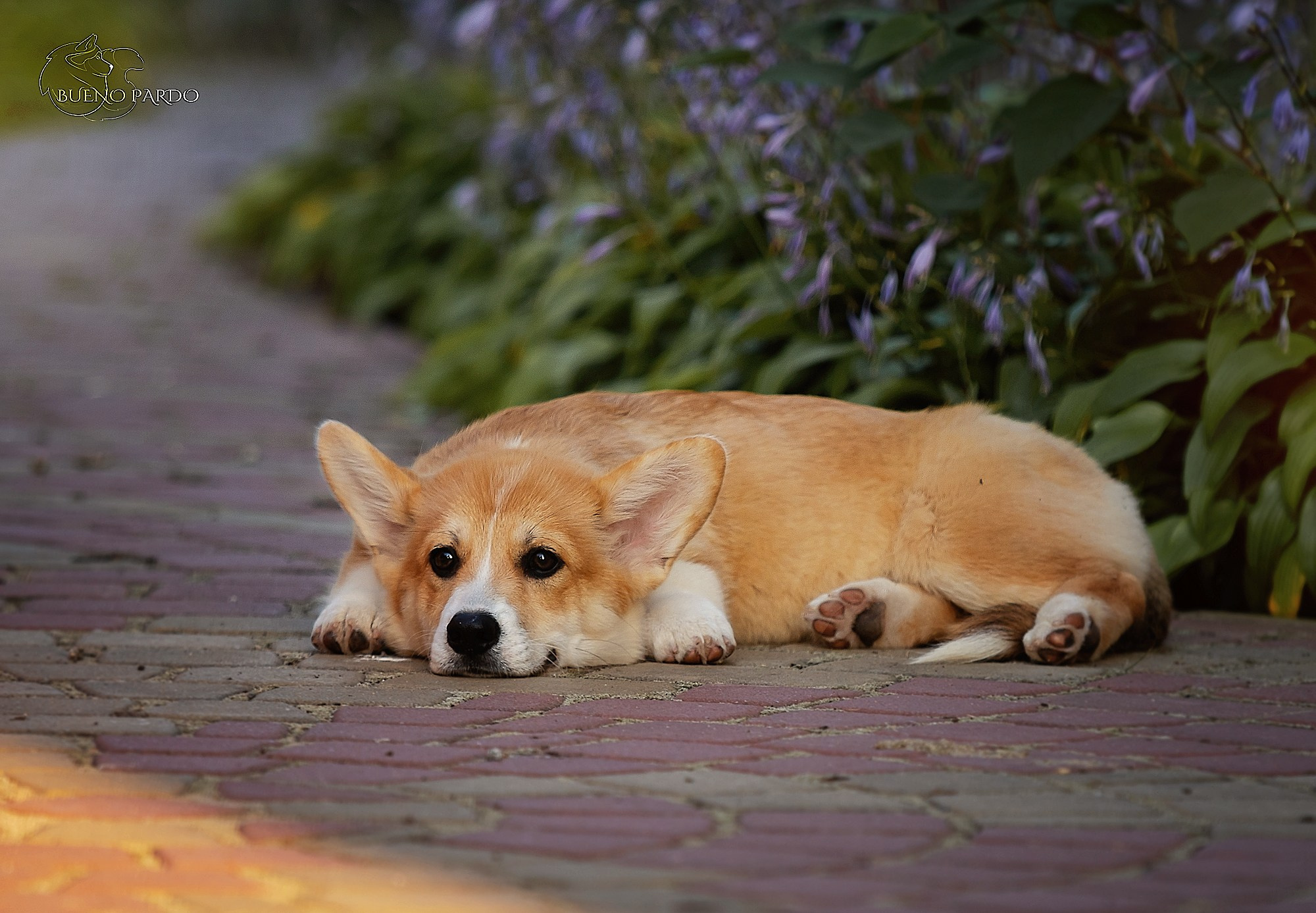 Щенки вельш корги пемброк из питомника. Питомник собак Акита, Хаски, Корги