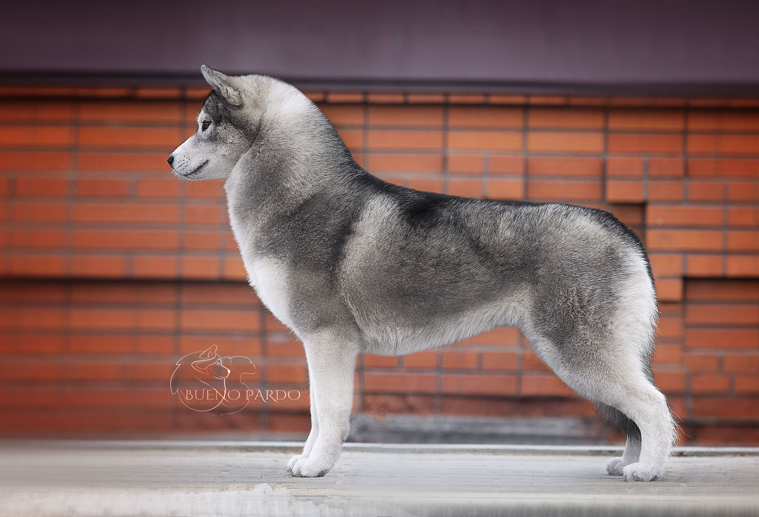Щенки сибирского хаски из питомника. Питомник собак Акита, Хаски, Корги