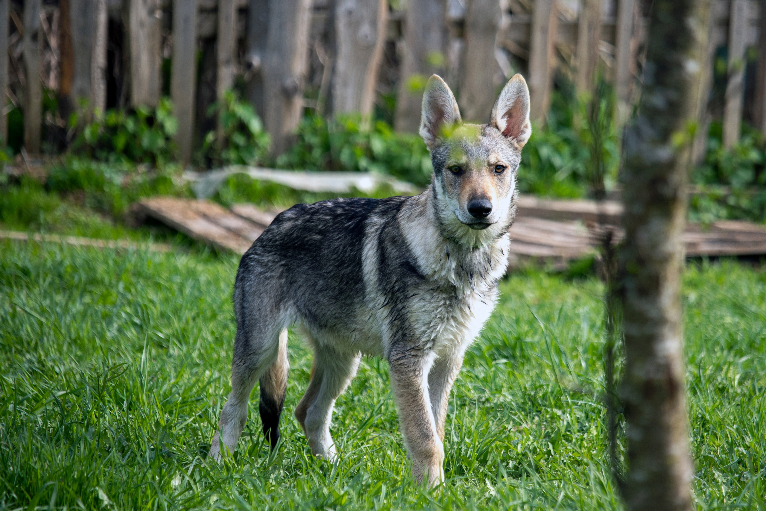 Собаки. Фотограф в Вязьме