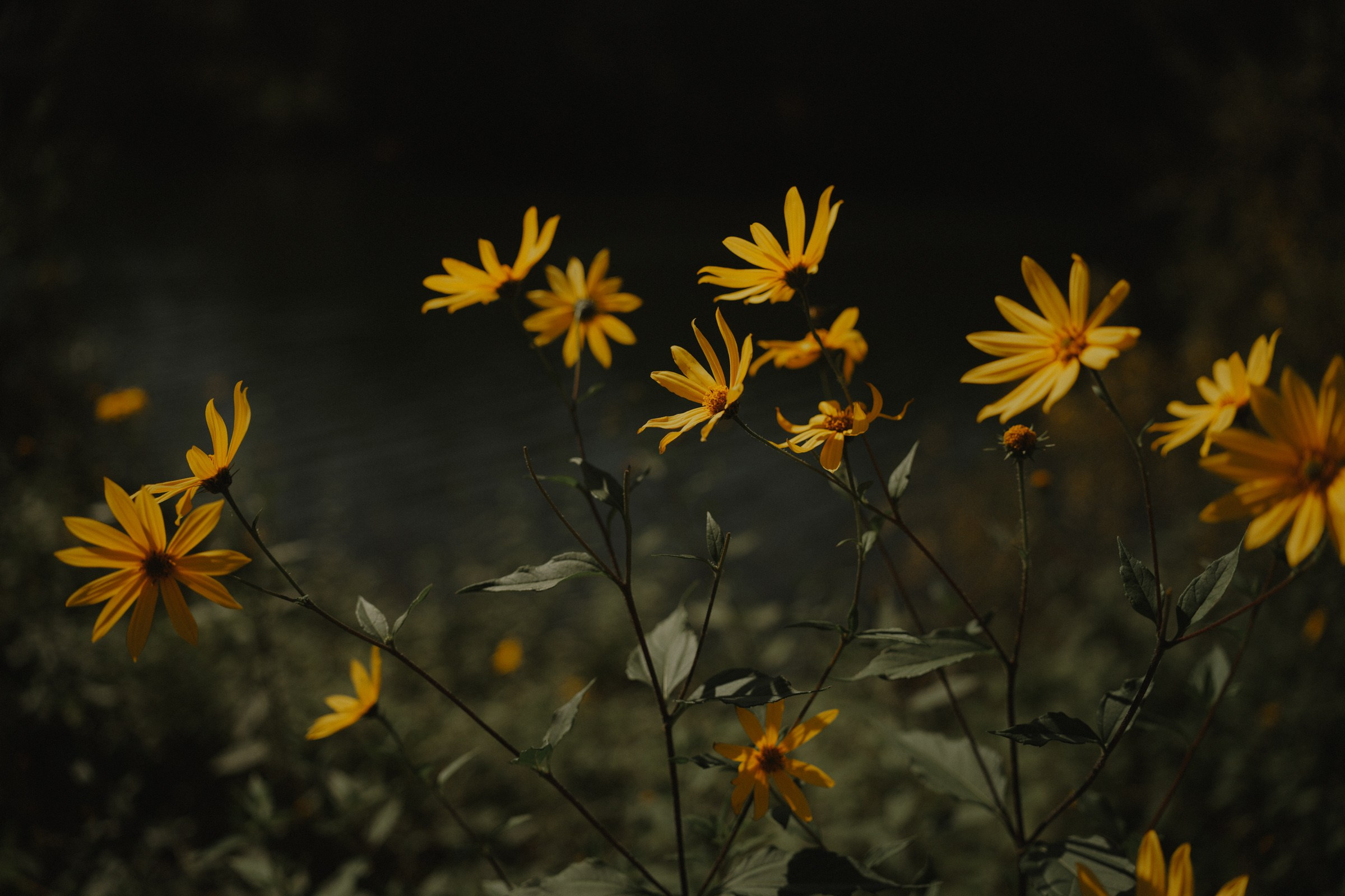 Вспышки на солнце…. Свадебный и семейный фотограф в Абакане Василевский Алексей
