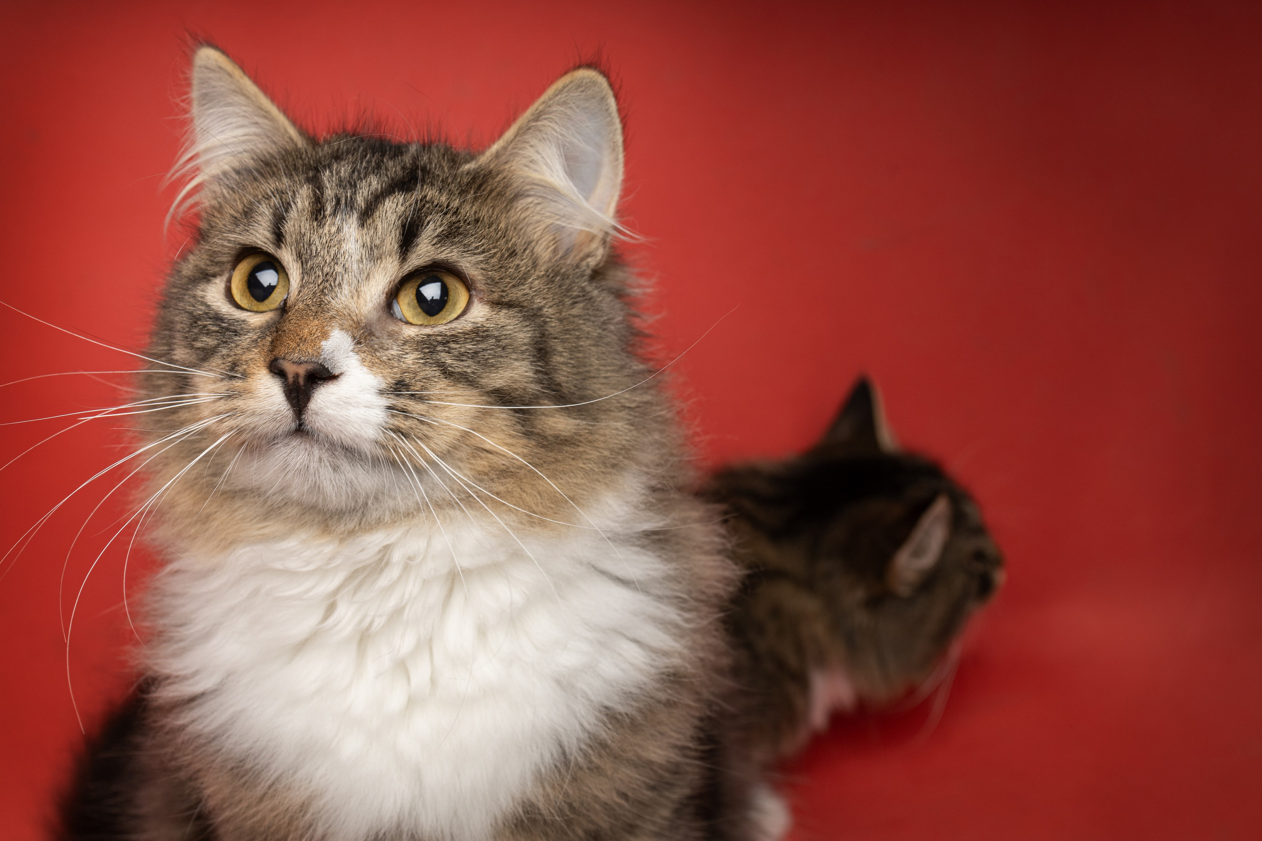 Коты. Фотограф Демид Никитин. г. Дубна, Москва