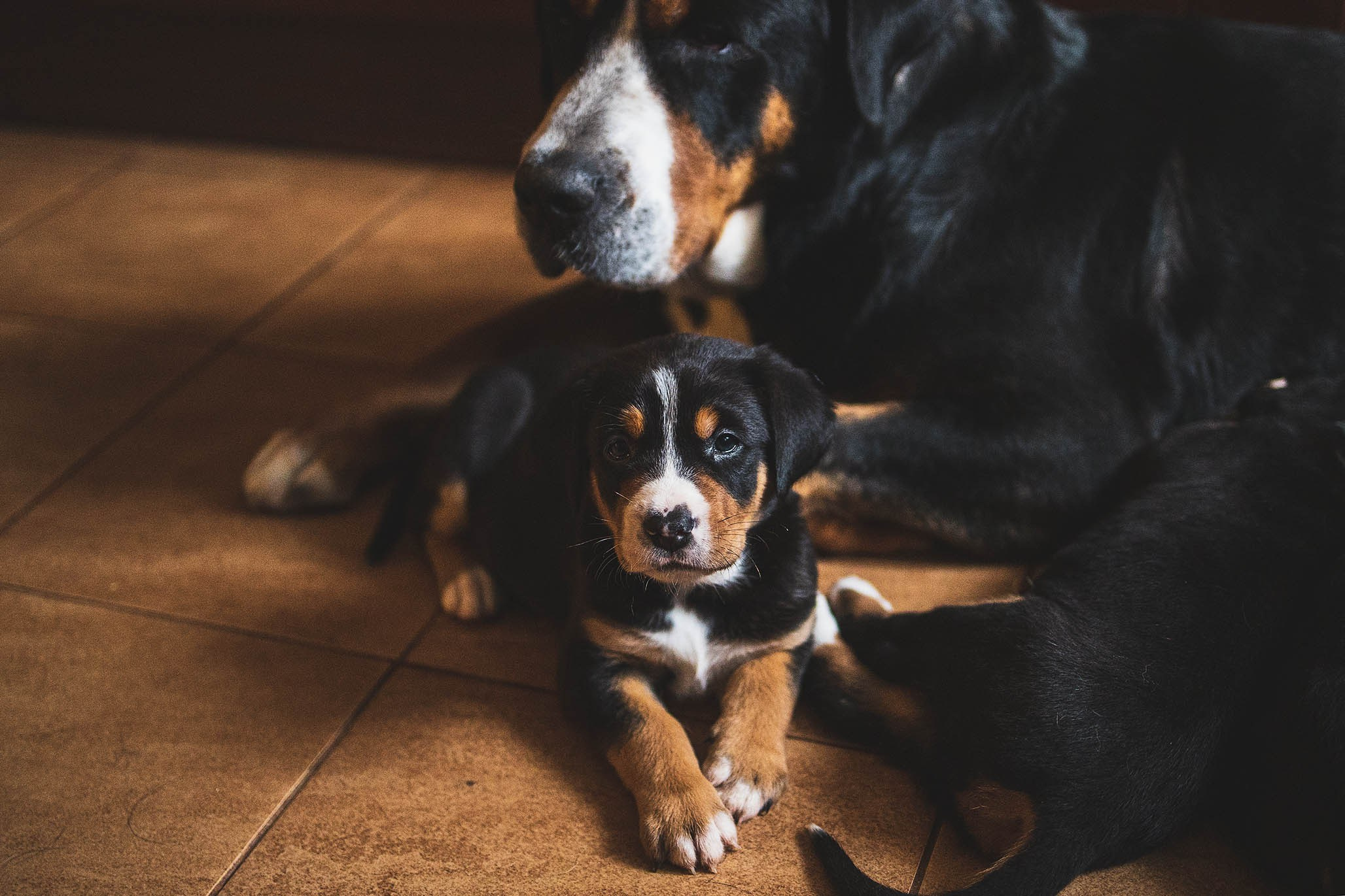 Гроссики. Фотограф-анималист Александра Шеремет