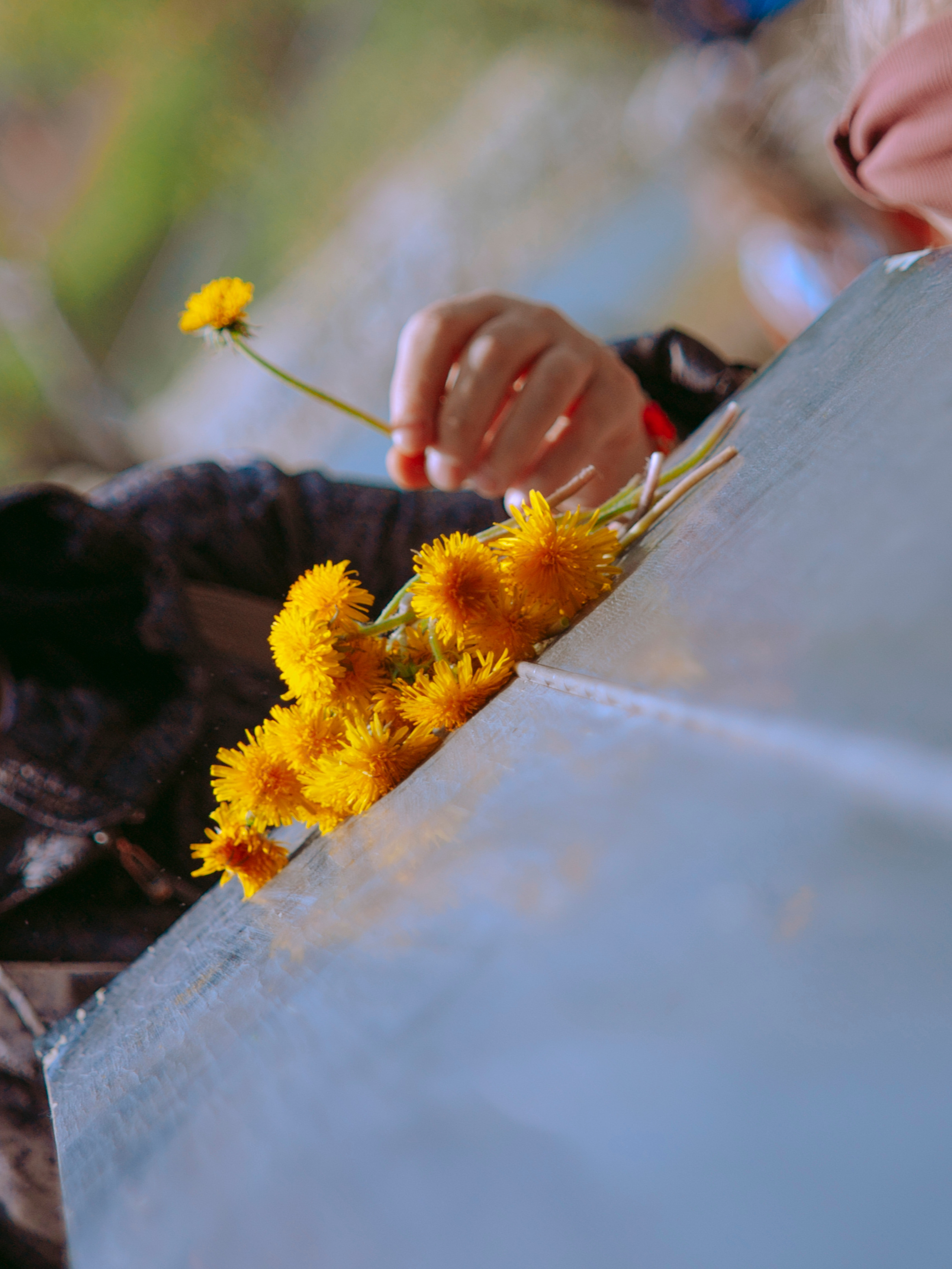 Одуванчики в руках.