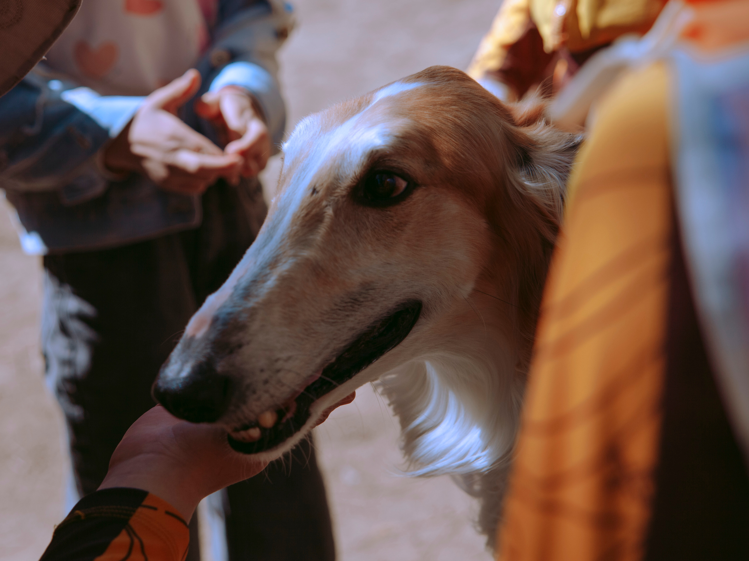 Собака породы борзая.