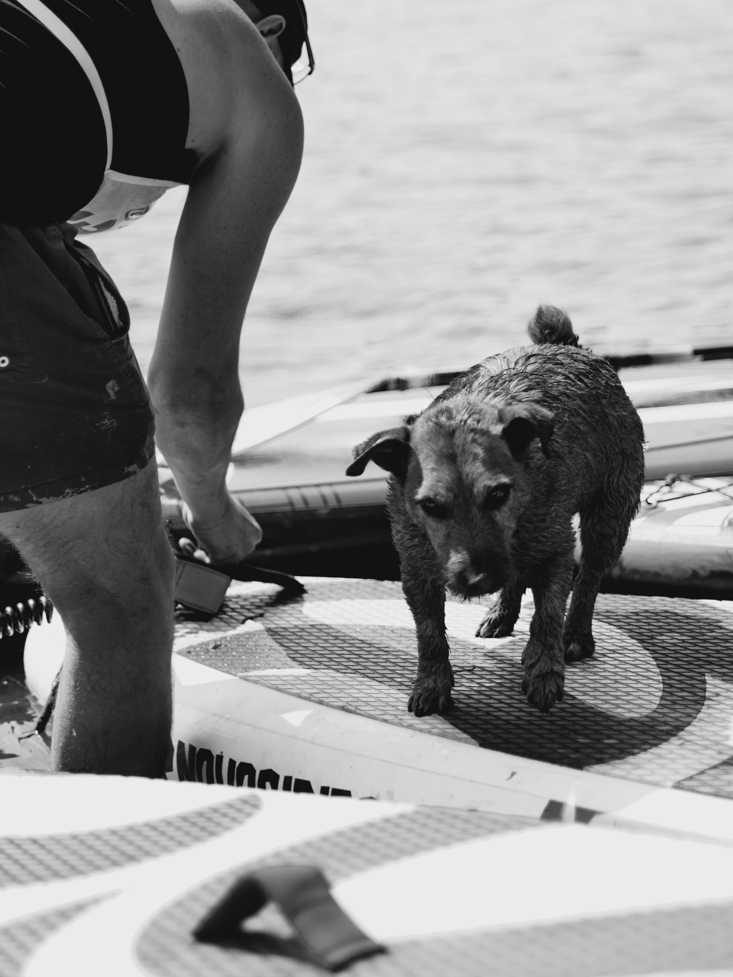 Недовольная собака идет по сапу.