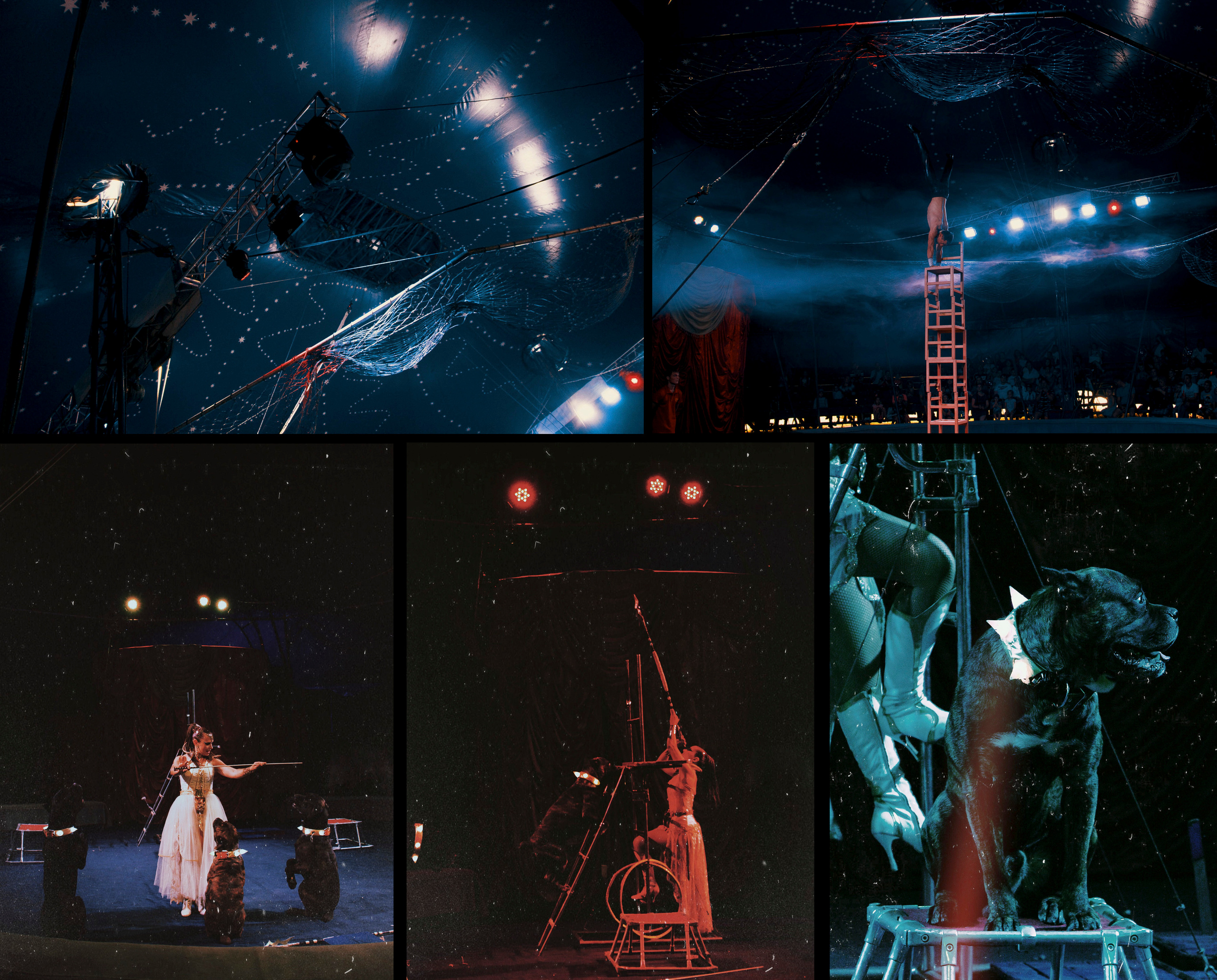 Дрессировщица собак в цирке.