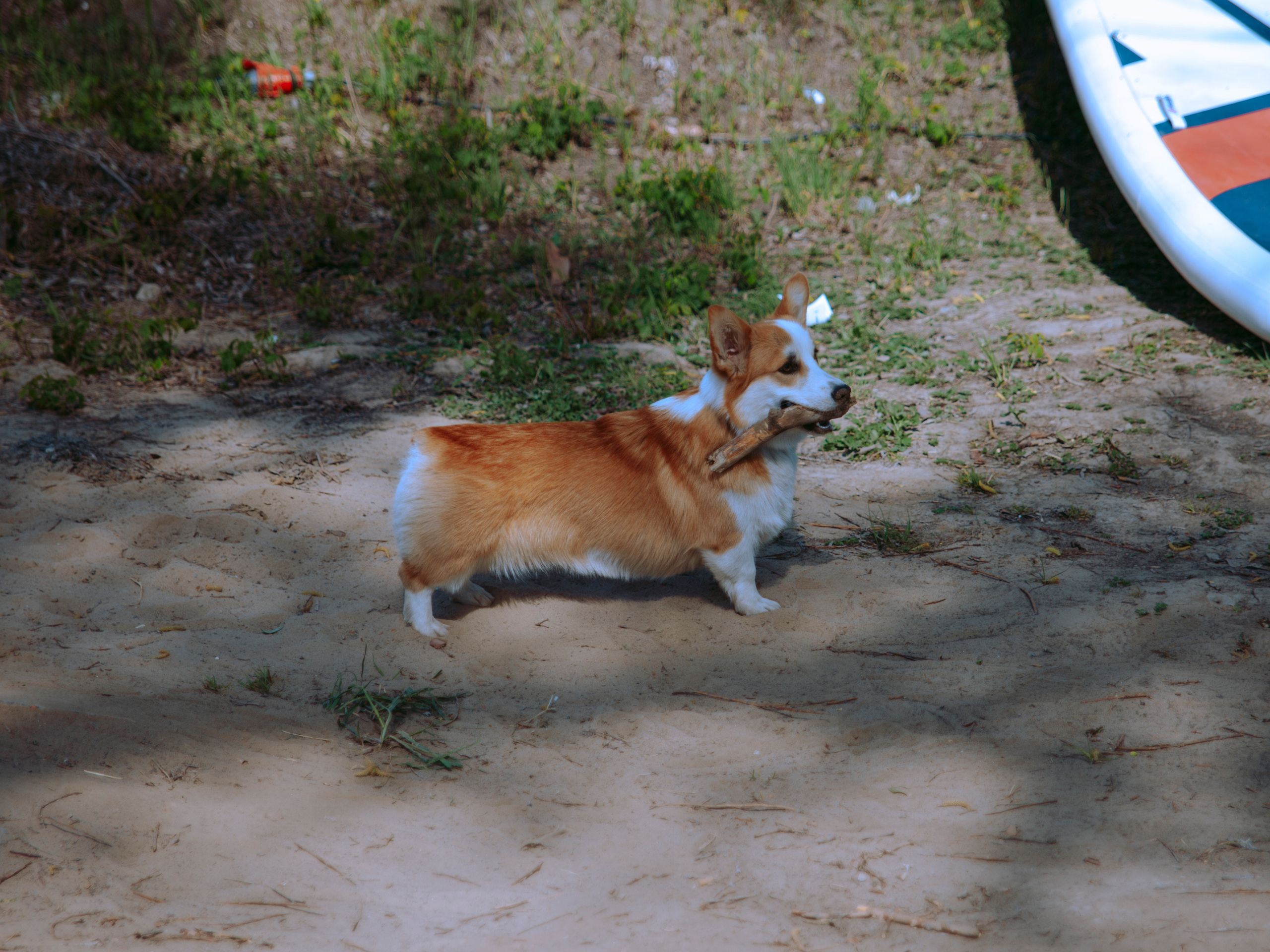Корги в парке.