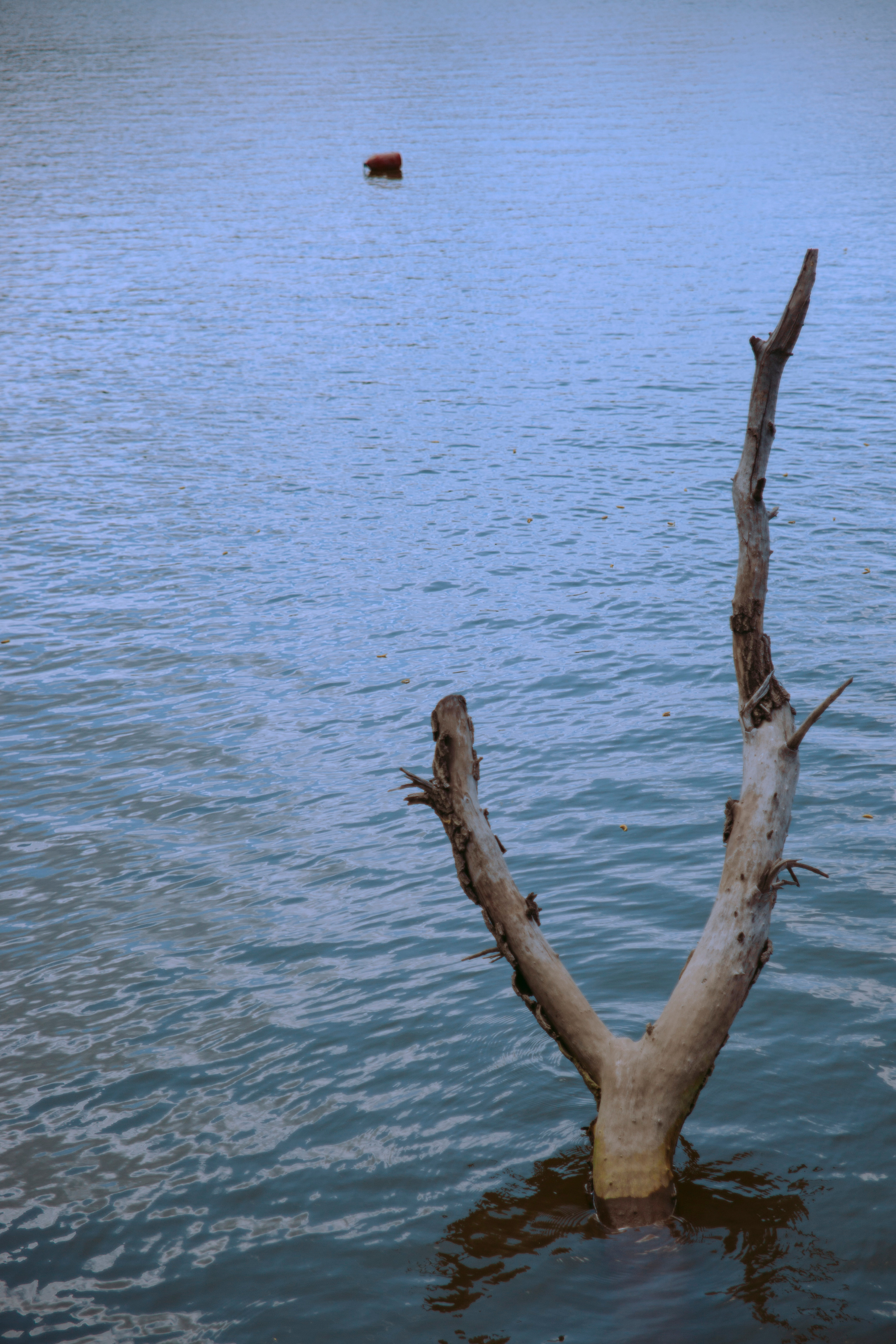 Сухое дерево в воде.