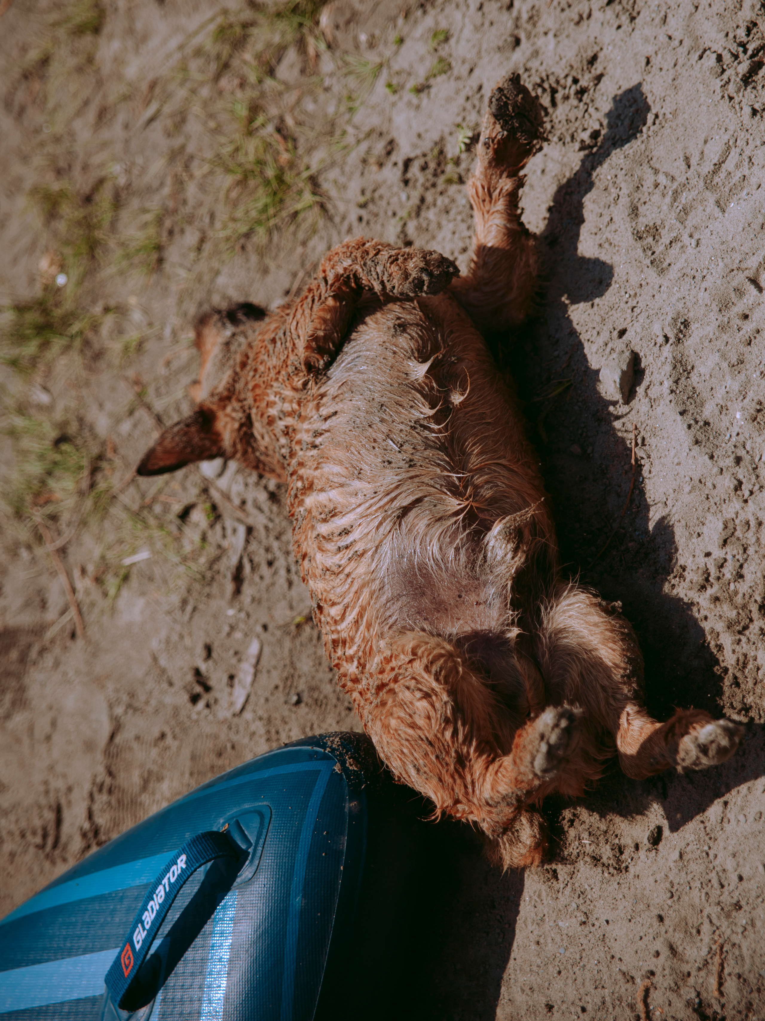 Мокрая собака лежит на песке и загорает.