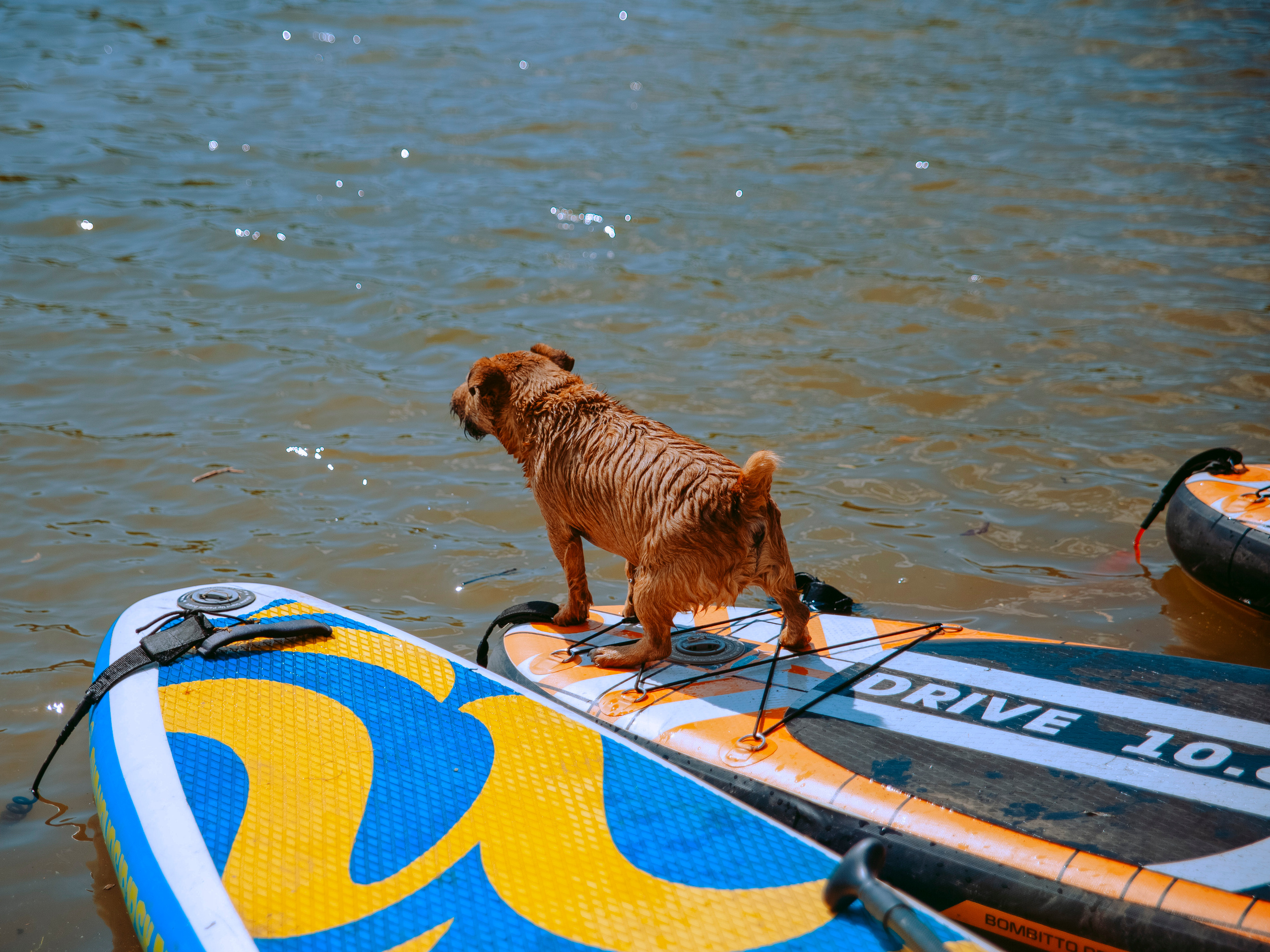 Мокрый щенок стоит на сапе и лает.