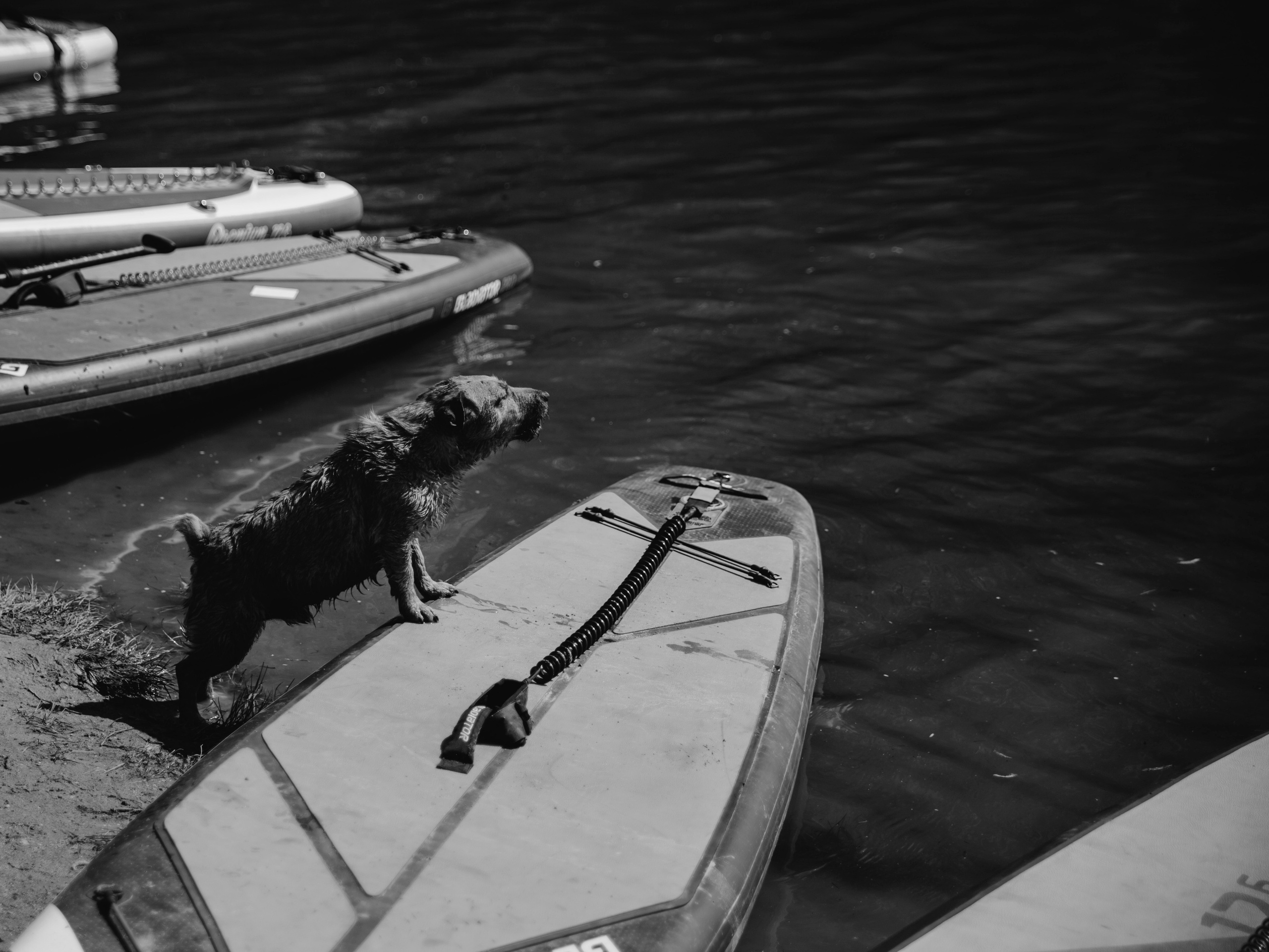 Мокрая собака стоит на сапе и лает.