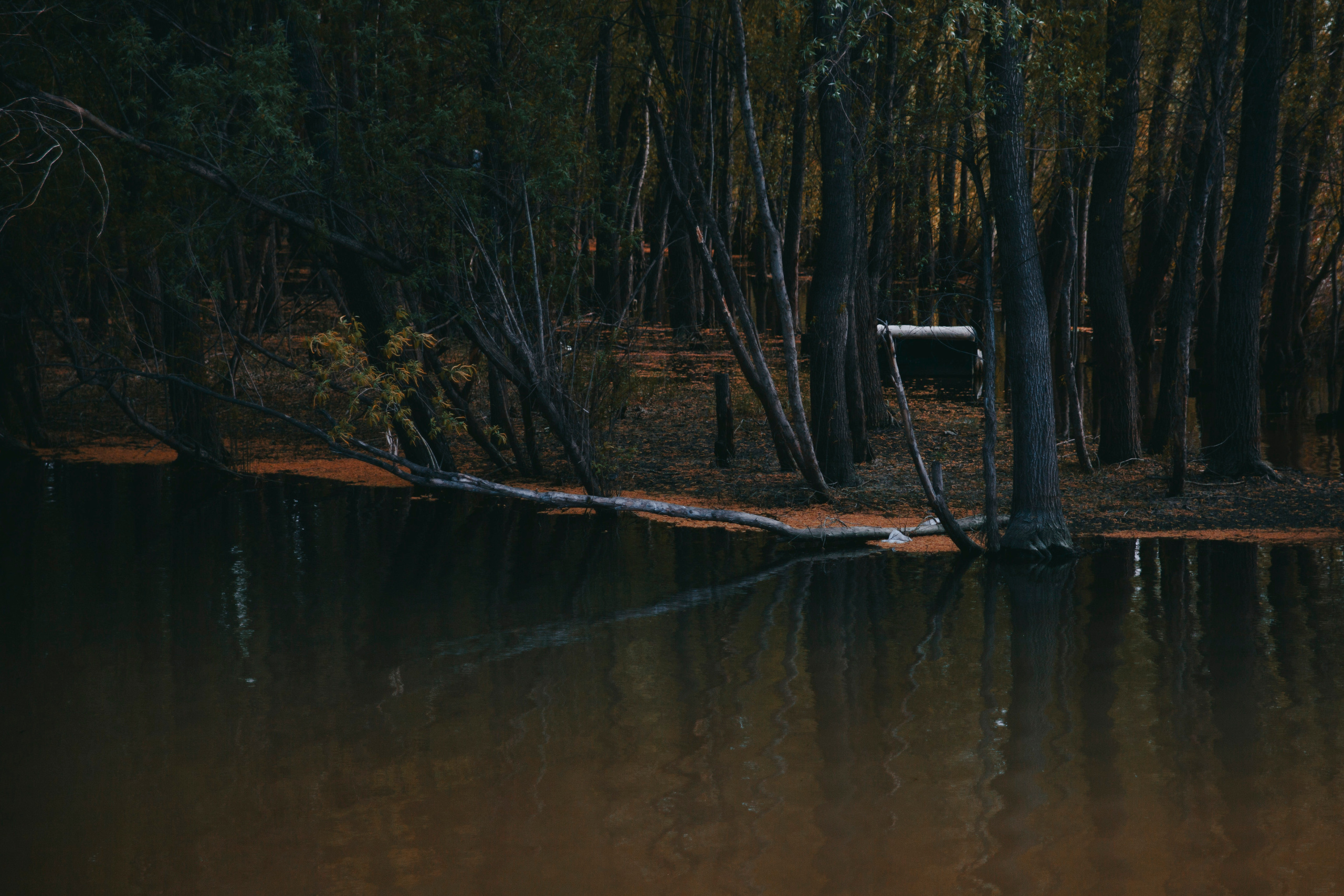 Залив в лесу.